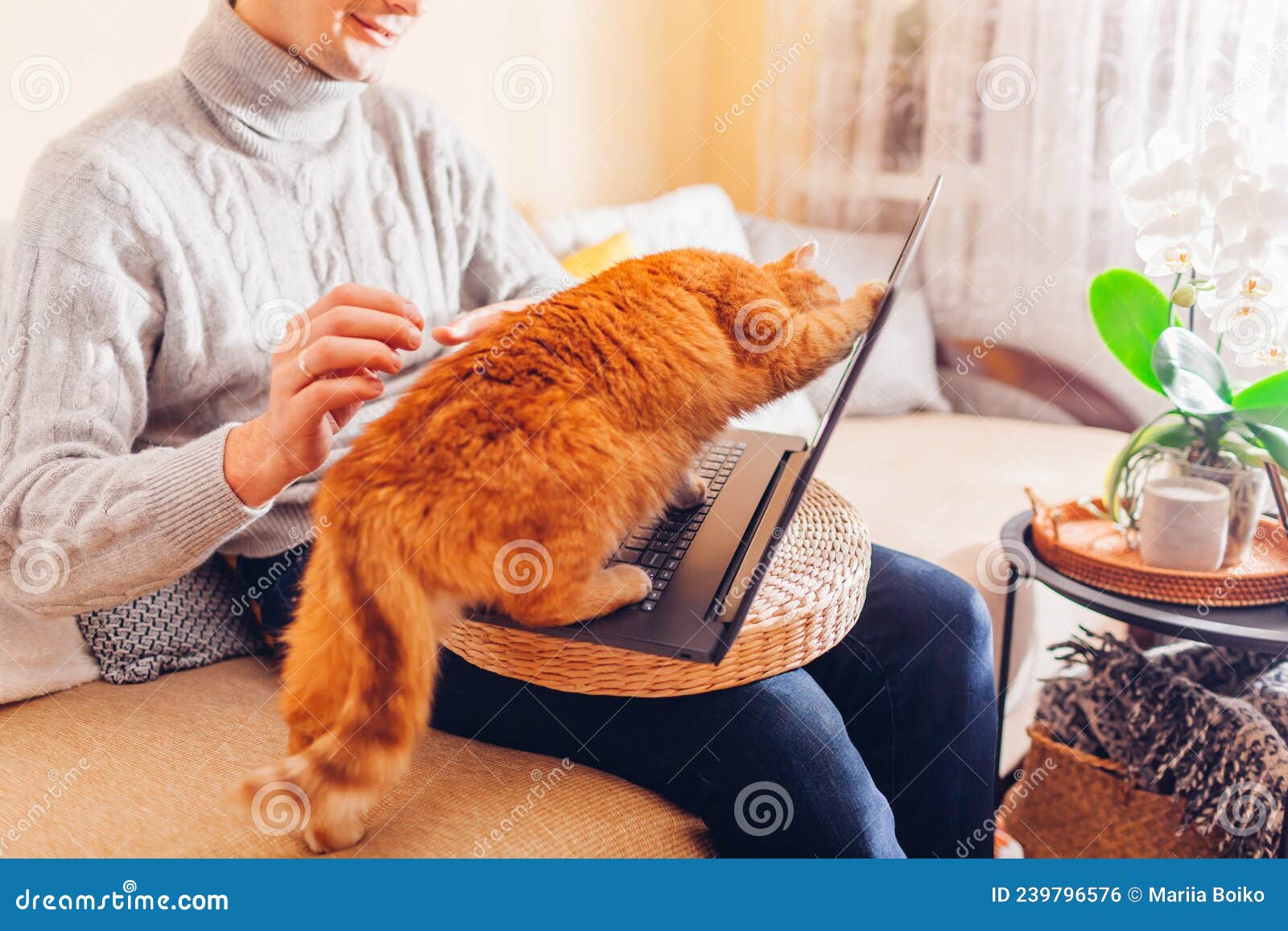 Man Working Online from Home with Pet Using Laptop. Ginger Cat Touching  Screen with Paw Playing with Image on Computer. Stock Photo - Image of  people, digital: 239796576