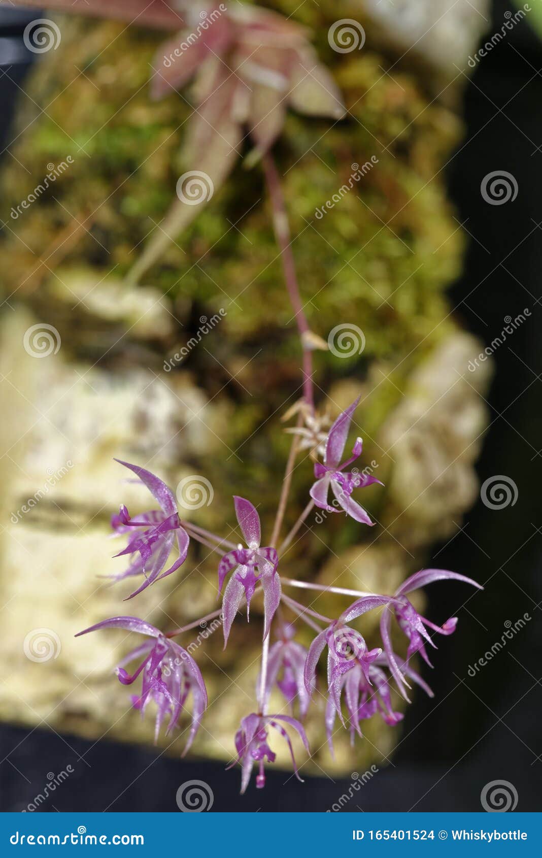 manabi macroclinium orchid