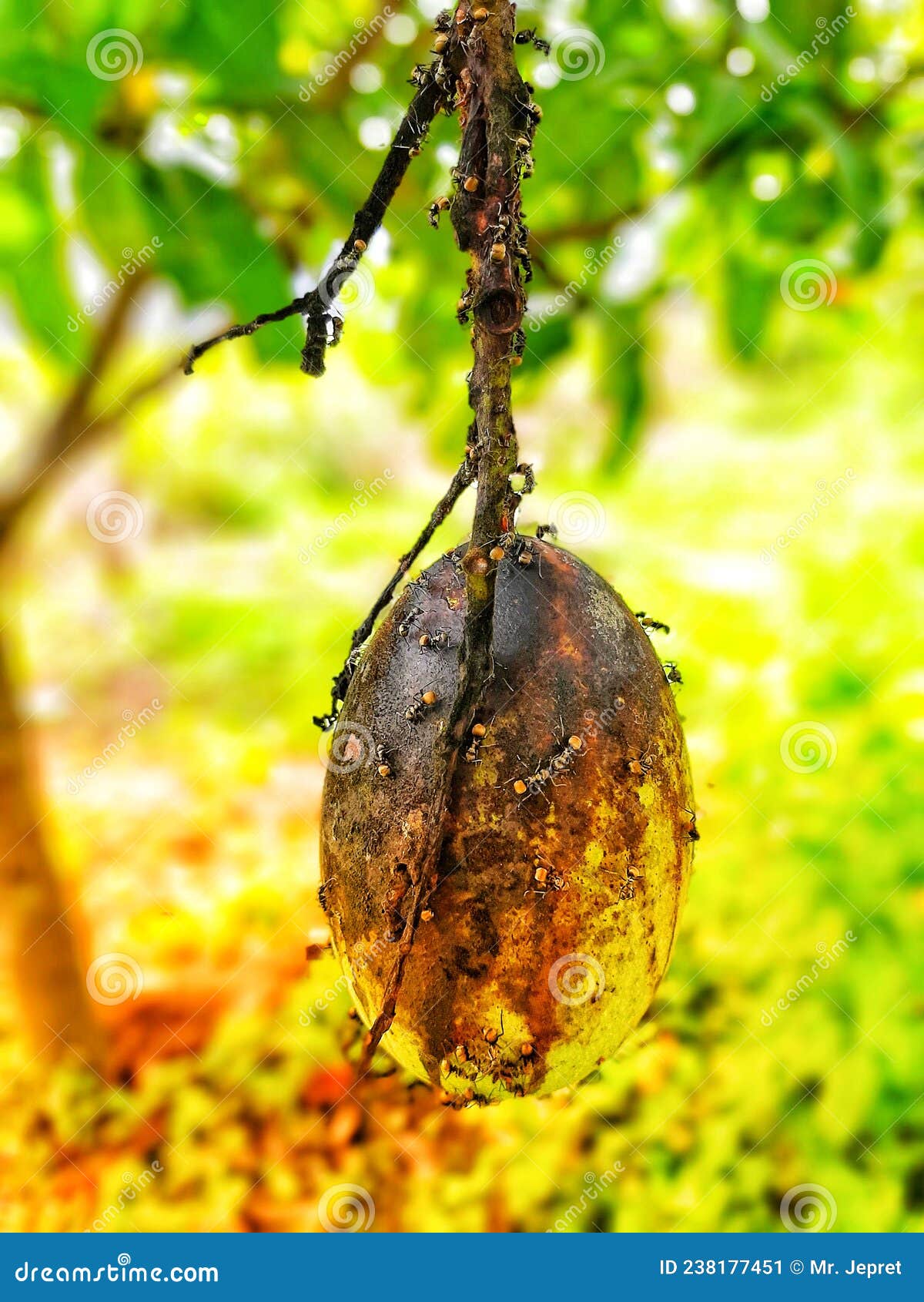 the manalagi mango is surrounded by ants, a sign that the mango is starting to ripen.