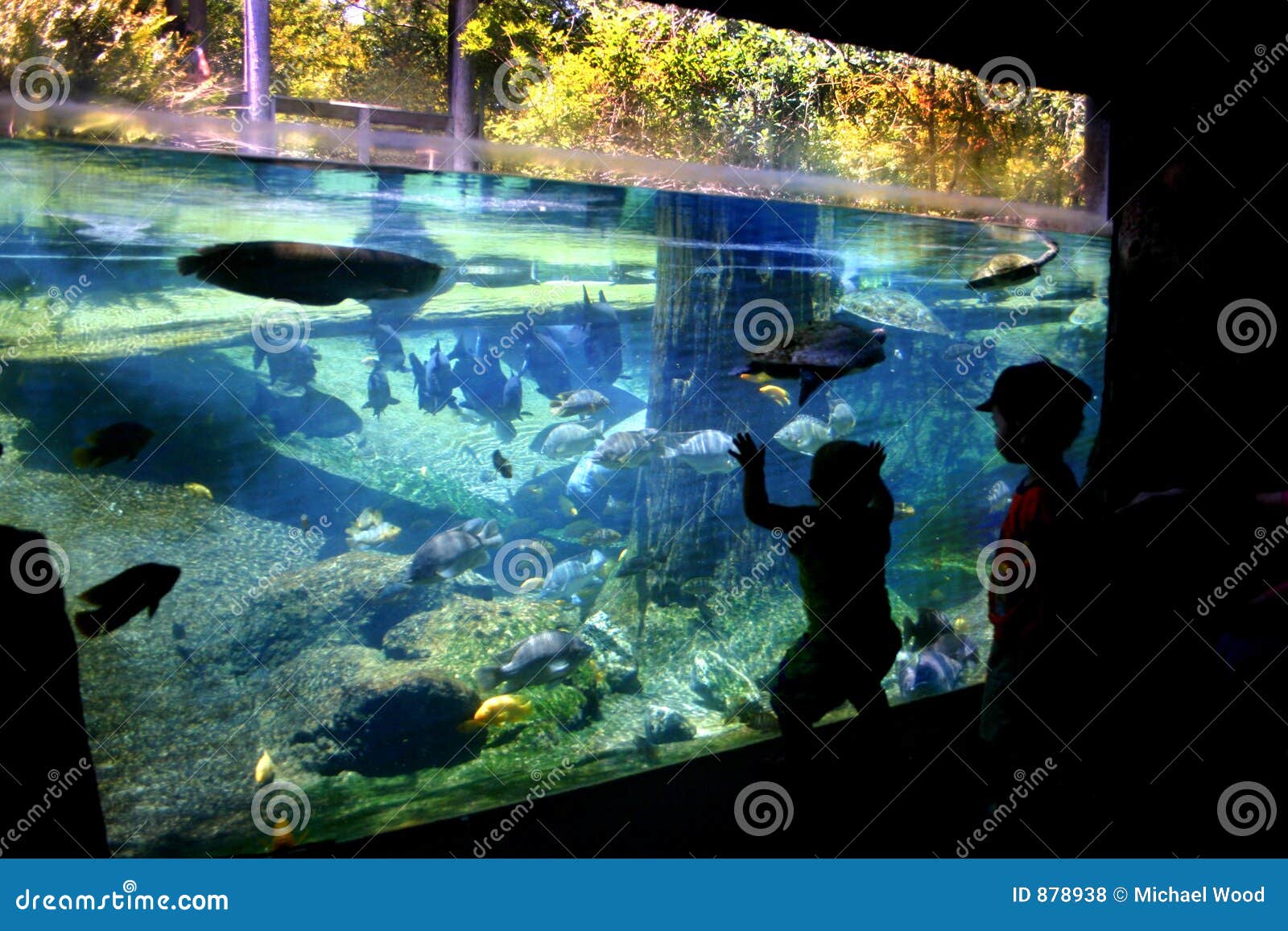 Manatee Exhibit stock photo. Image of tourism, water, turtles 878938