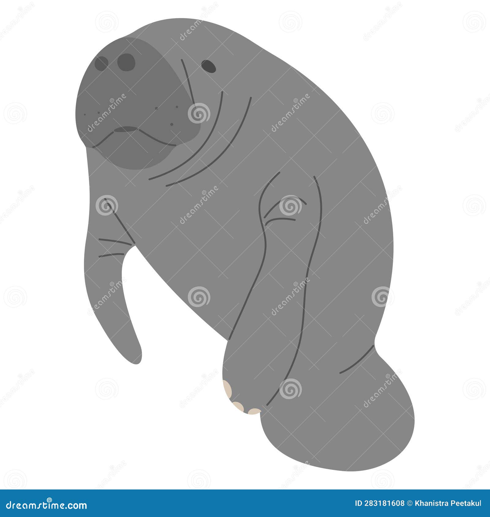 Manatee Single 11 stock vector. Illustration of mammal - 283181608