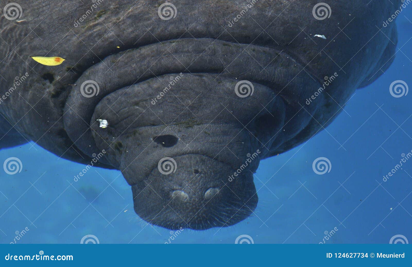 Manatees Family Trichechidae, Genus Trichechus Stock Photo - Image of marine, manatees: 124627734 Manatees Family Trichechidae, Genus Trichechus Stock Photo - Image of marine, manatees: 124627734