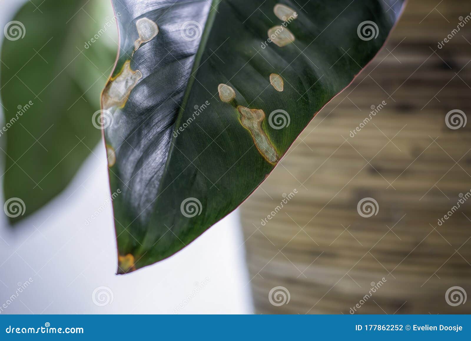 Planta em vaso em casa doente. folhas de plantas em vaso, com manchas  marrons escuras, bordas secas