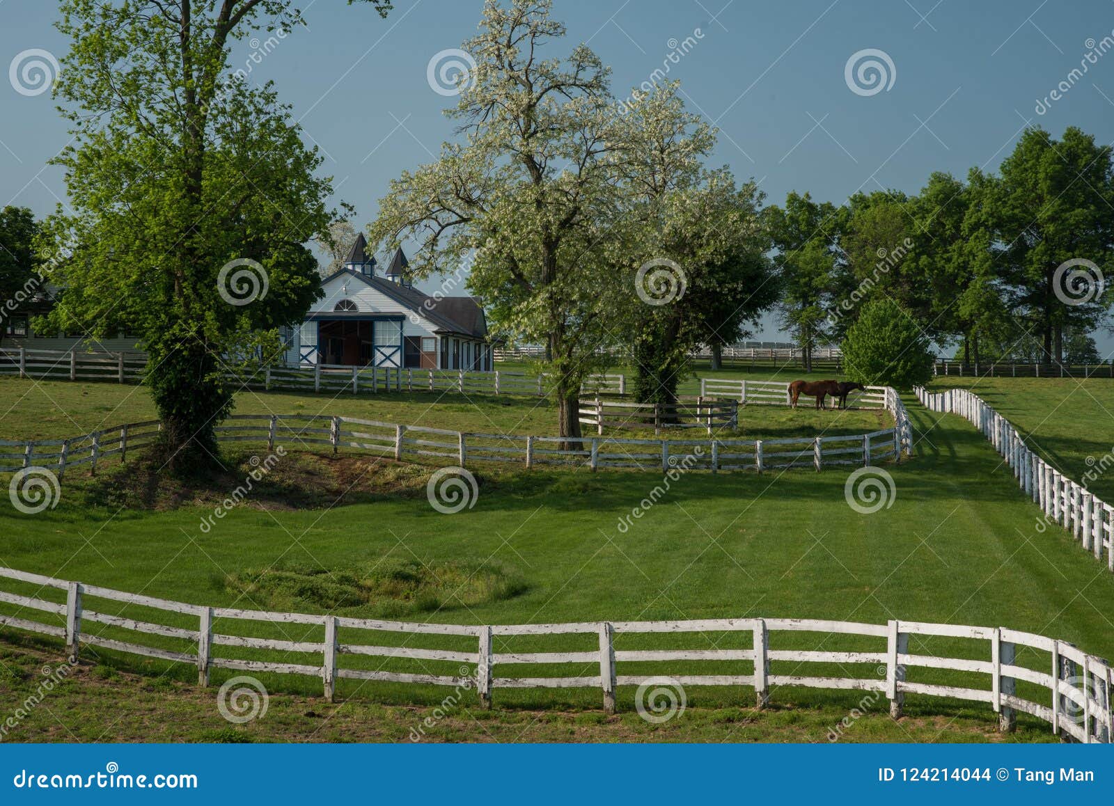 horse bluegrass grazing at manchester farm in lexington kentucky