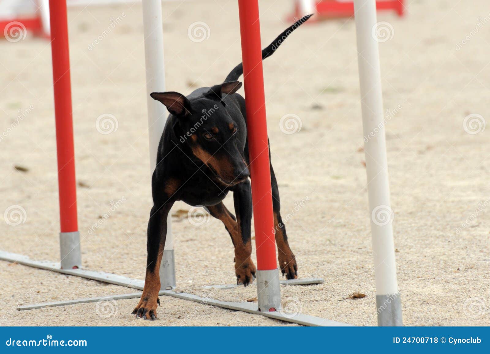 Manchester Terrier in Agility Stock Photo Image of black, competition 24700718