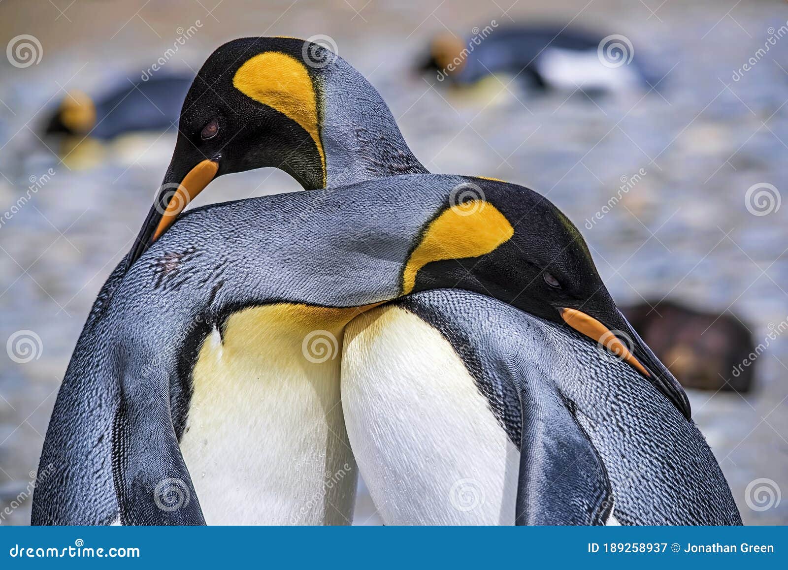 Housse de couette Groupe de manchots royaux sur la plage 