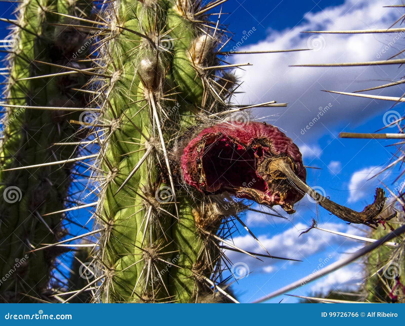 Mandacaru kaktus arkivfoto. Bild av vegetation, natur 99726766