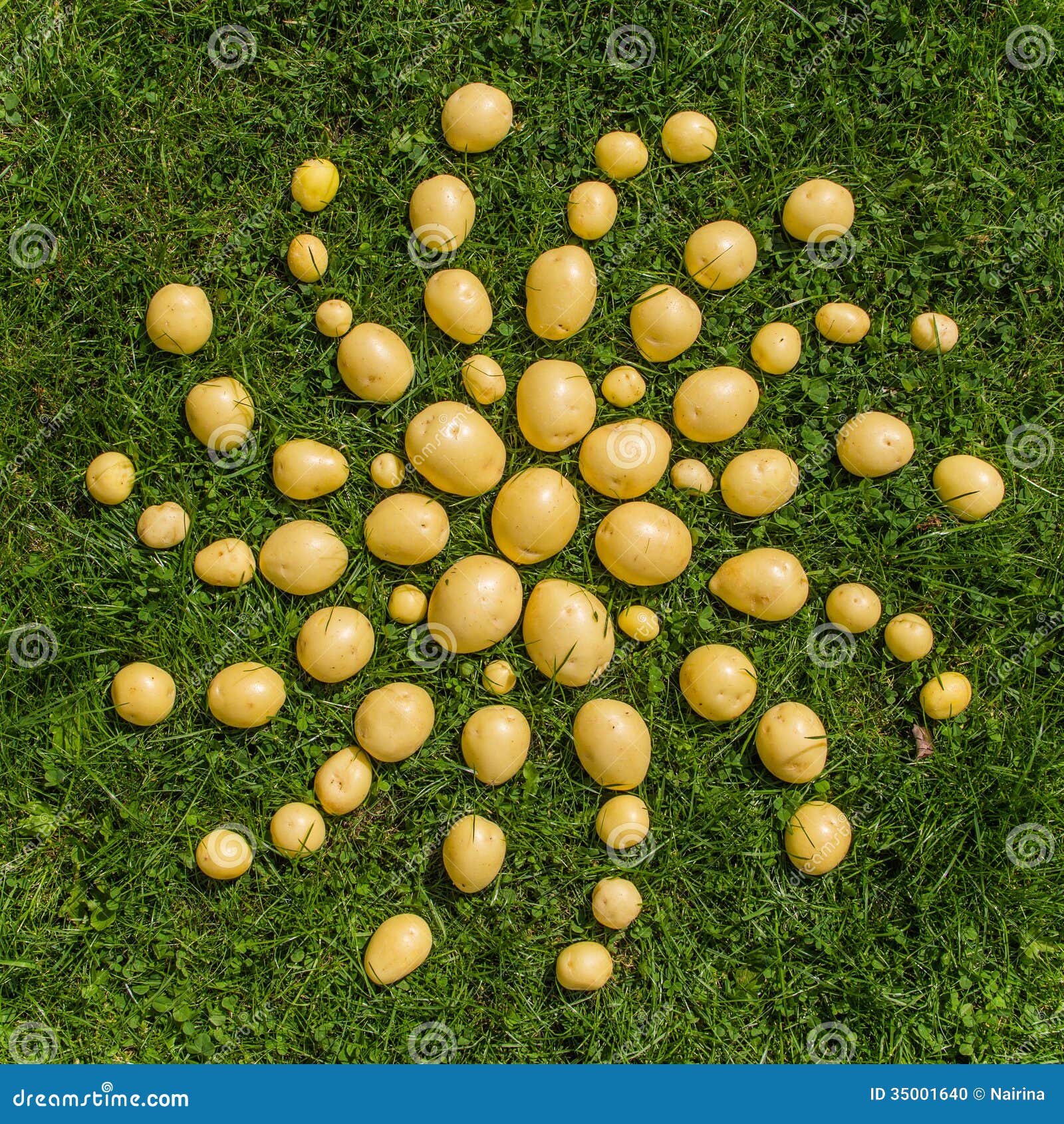 Mandala of fresh potatoes stock photo. Image of abstract - 35001640