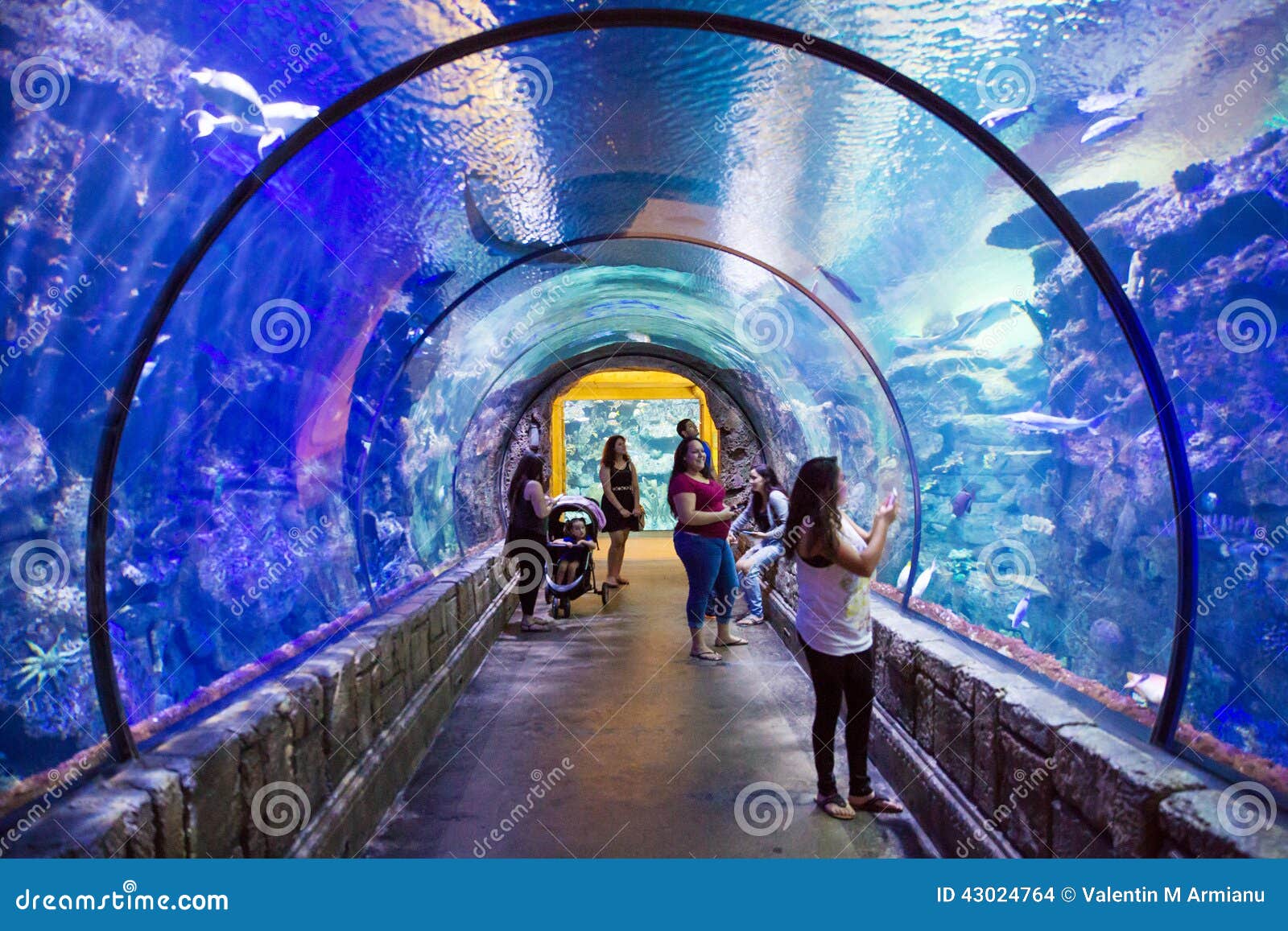 Mandalay Bay Shark Reef Aquarium Stock Photos - Free & Royalty