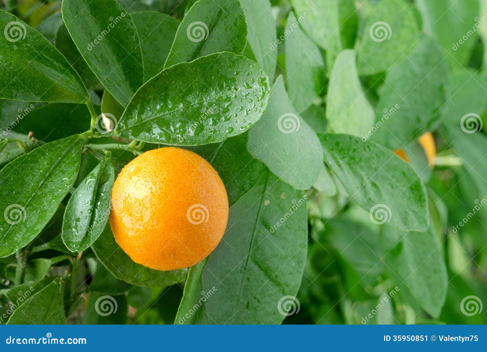 Mandarijn op een citrusboom. Mandarijn op citrusboom dichte omhooggaand.