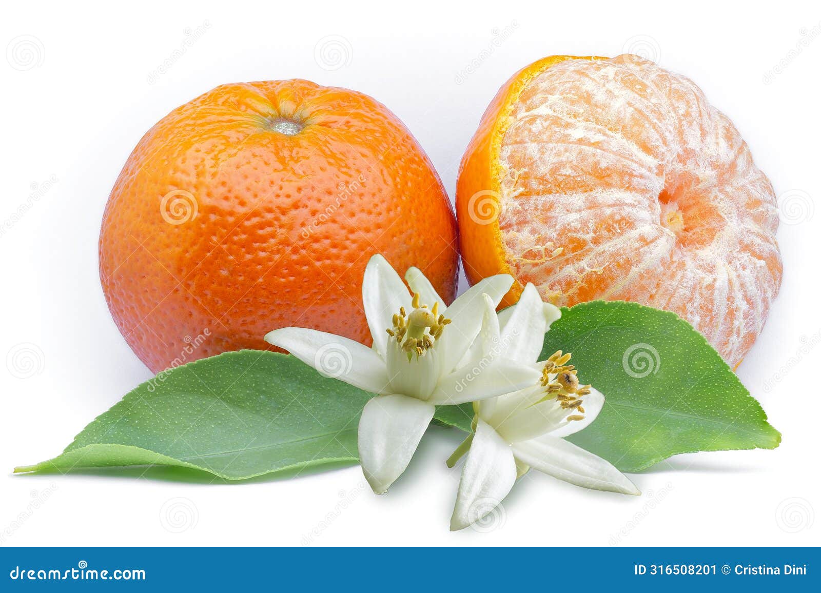 mandarin (citrus reticulata), rutaceae. also known as tangerines or clementines. fruit leaves flowers