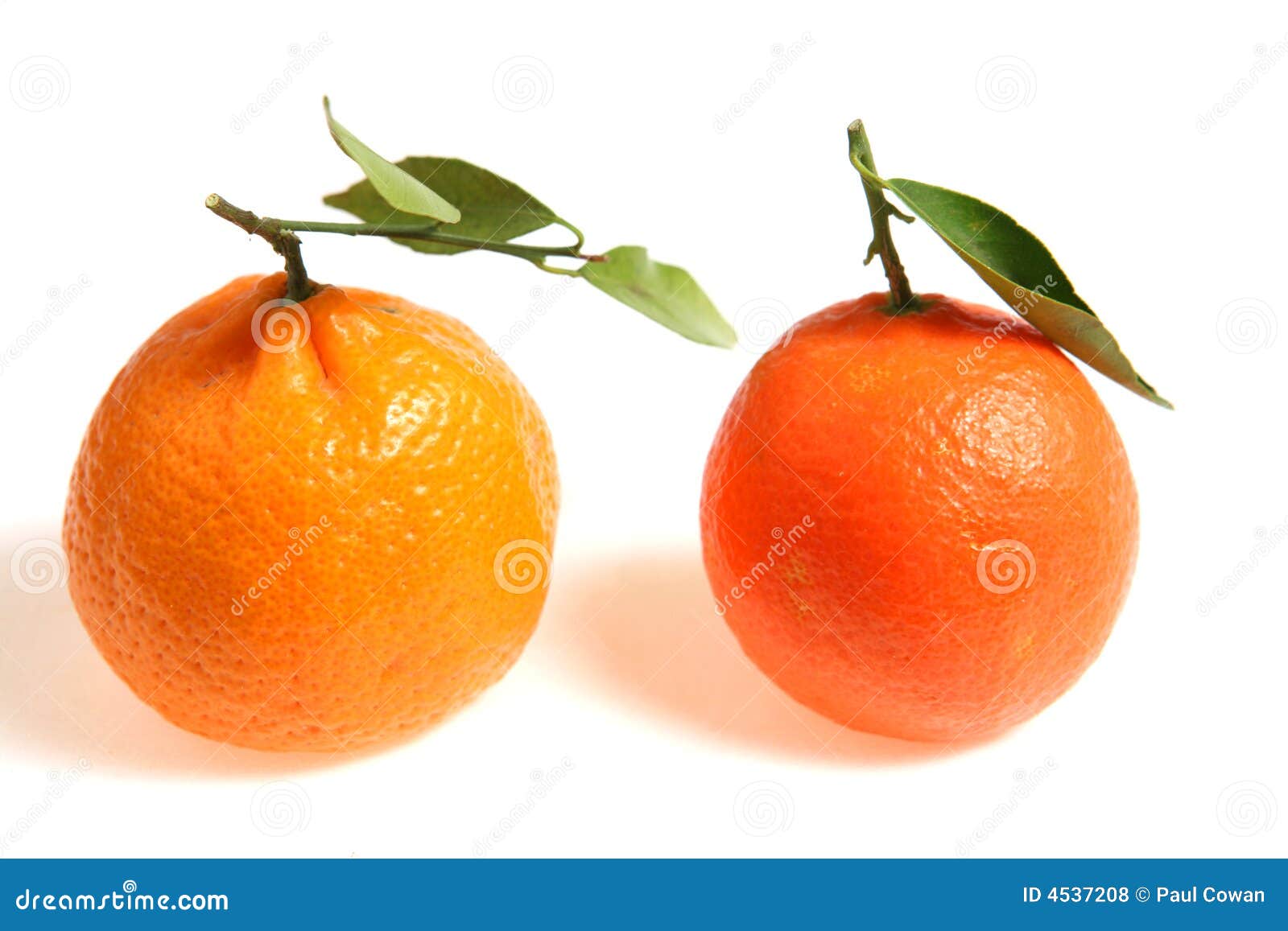clementine and mandarin difference clementine and mandarin difference
