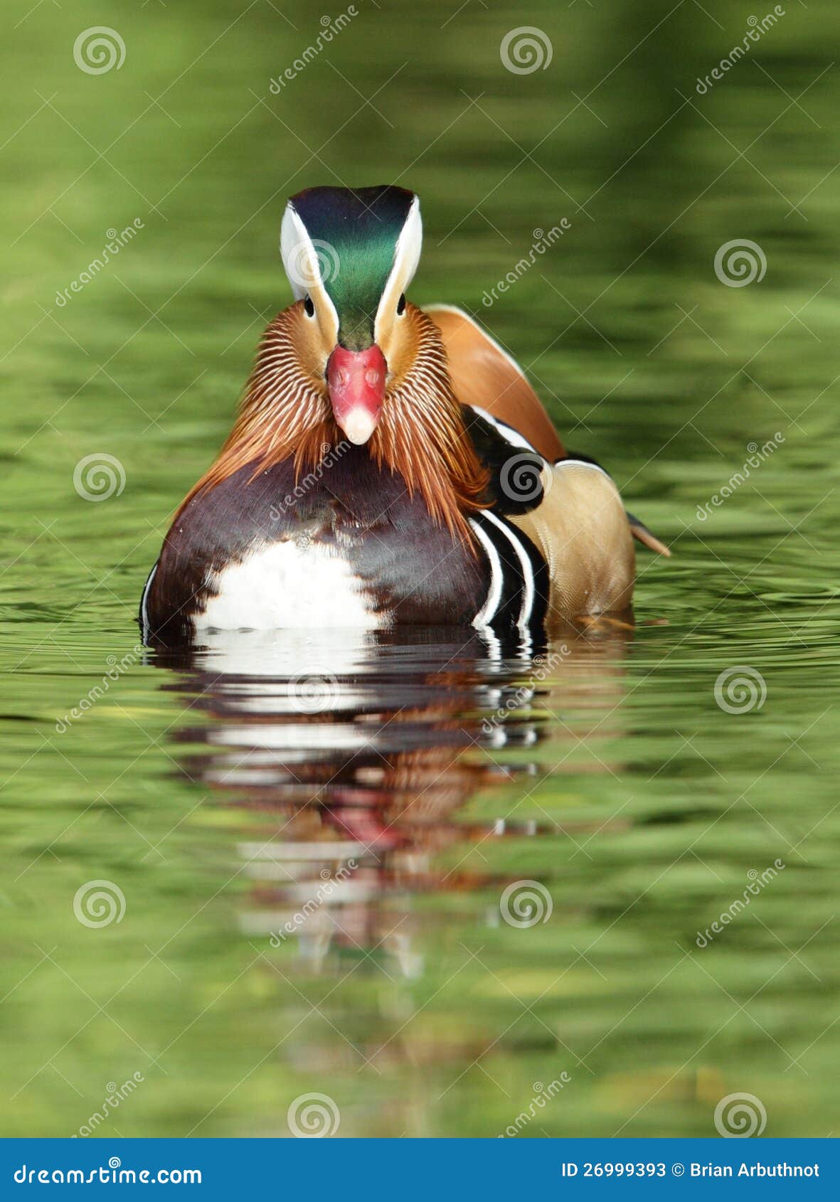Mandarin duck. stock image. Image of tree, frontal, birds 26999393