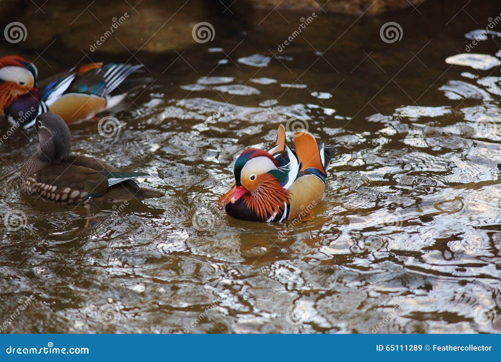 Mandarin duck stock image. Image of japan, male, mandarin 65111289