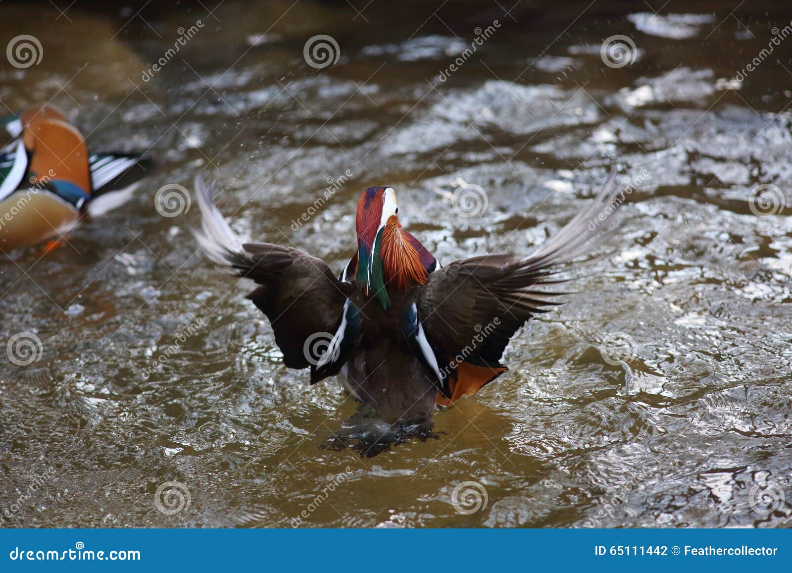 Mandarin duck stock photo. Image of natural, nature, flying 65111442