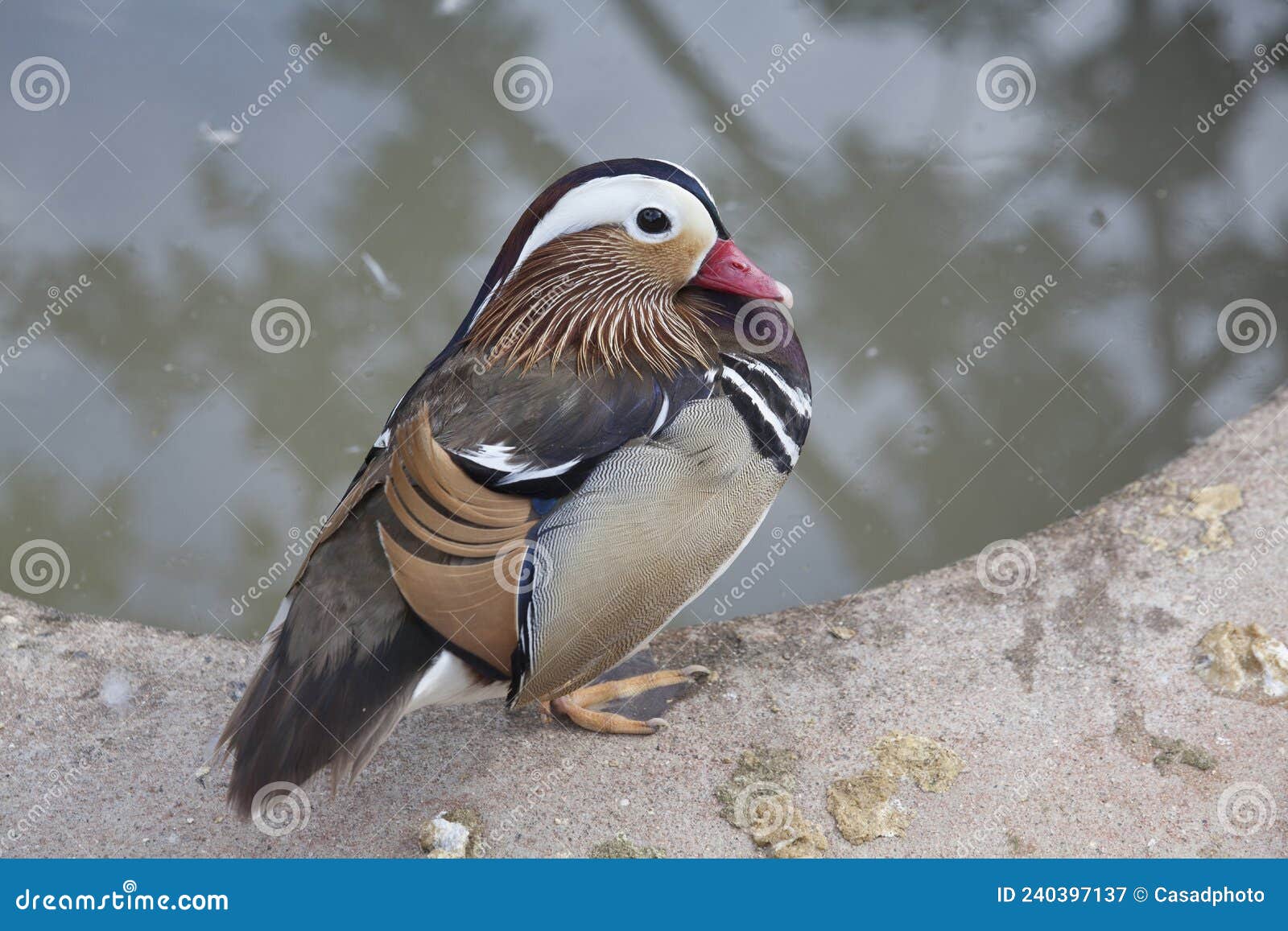 mandarin duck male