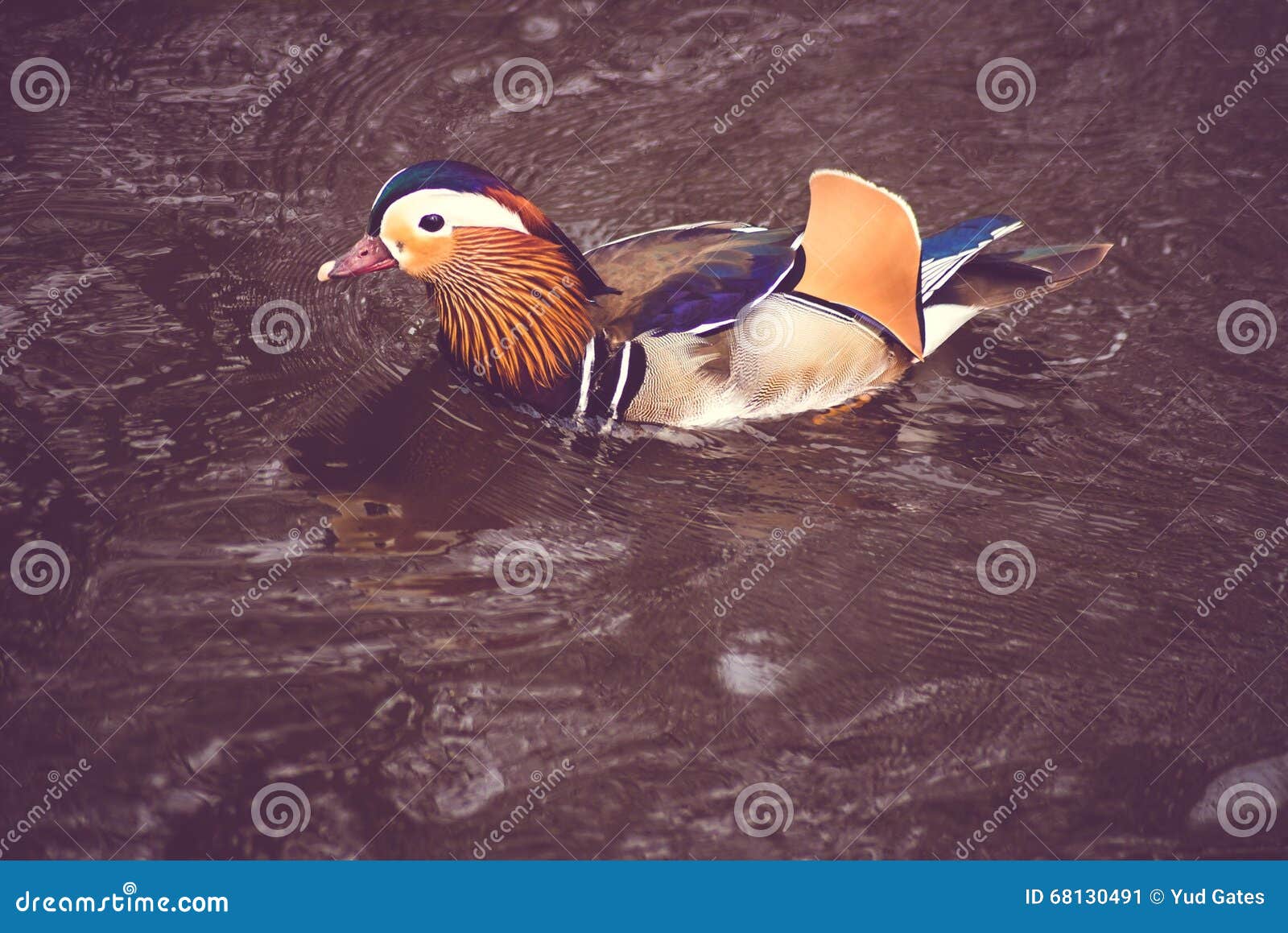 Mandarin duck stock image. Image of mandarin, germany 68130491