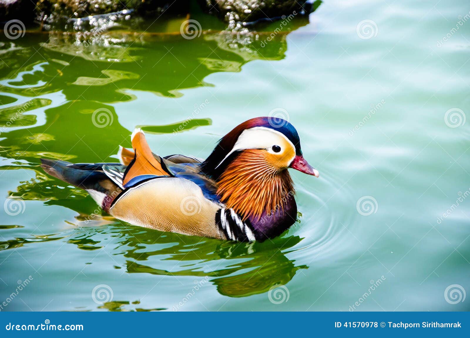 mandarin duck