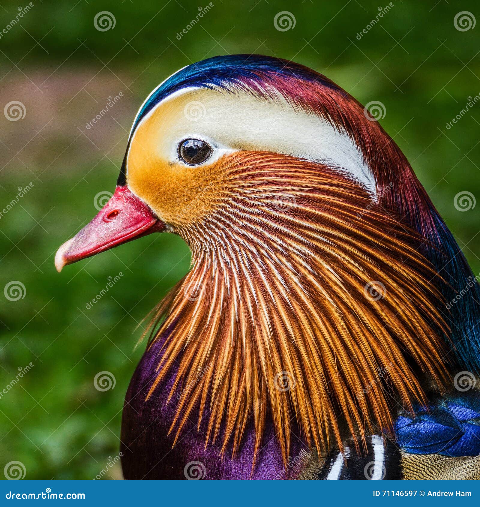 mandarin duck