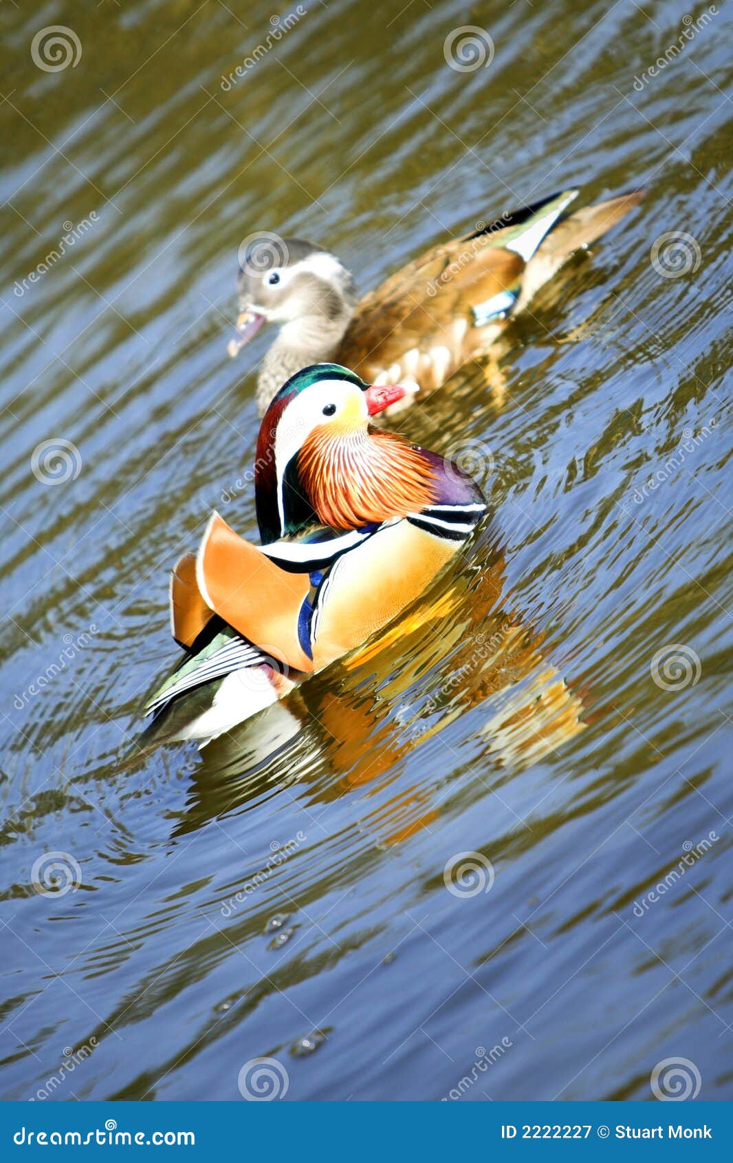 Journey of a Thousand Miles - Mandarin duck print, image size:1066x1690