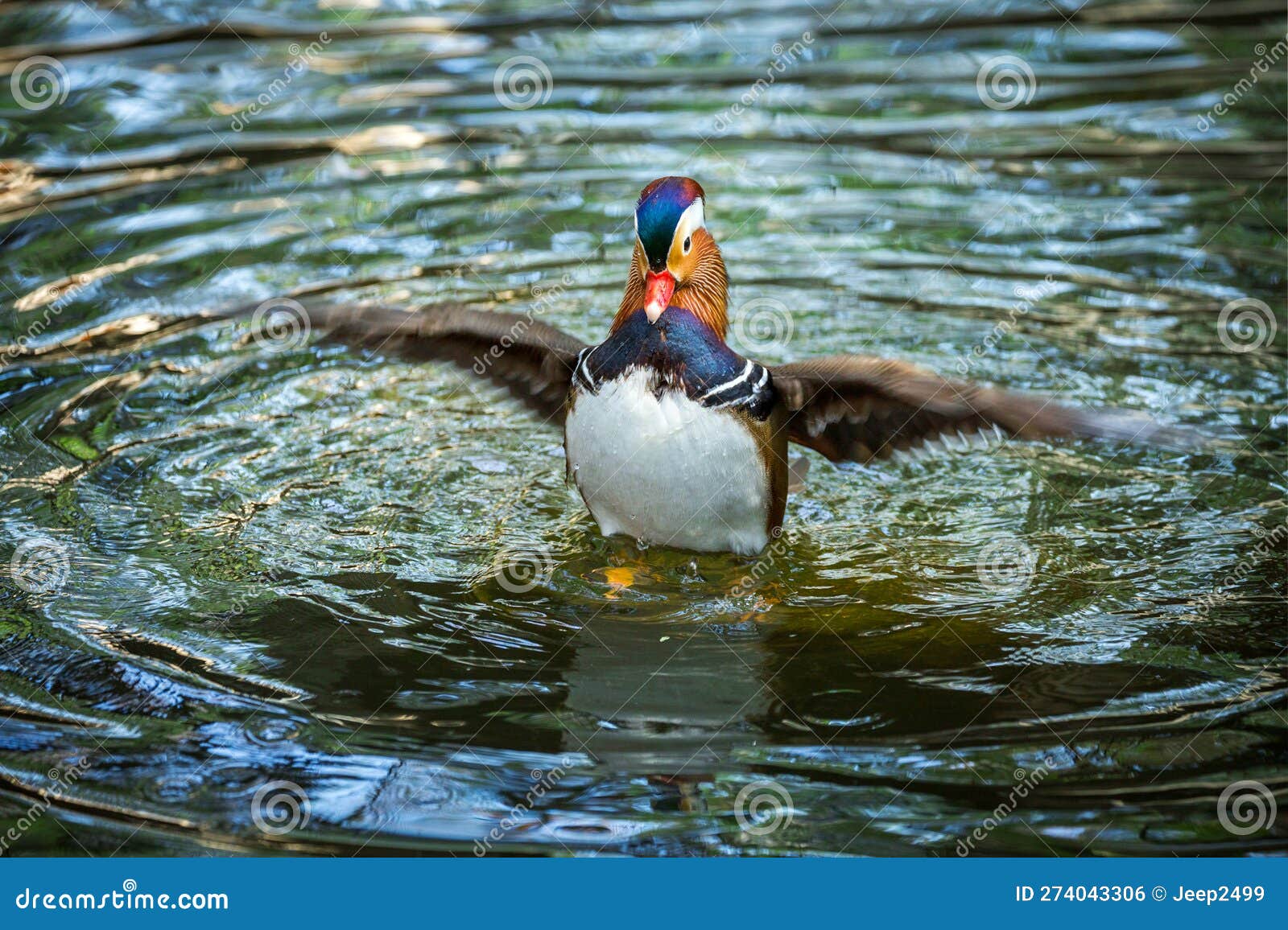Mandarin Ducks Love Birds Stock Photography