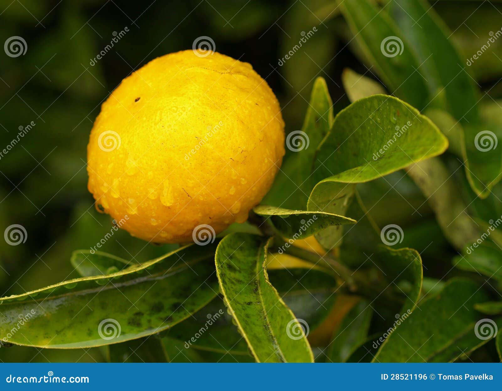 Mandarin fruit stock photo. Image of leaf, fruit, rain 28521196