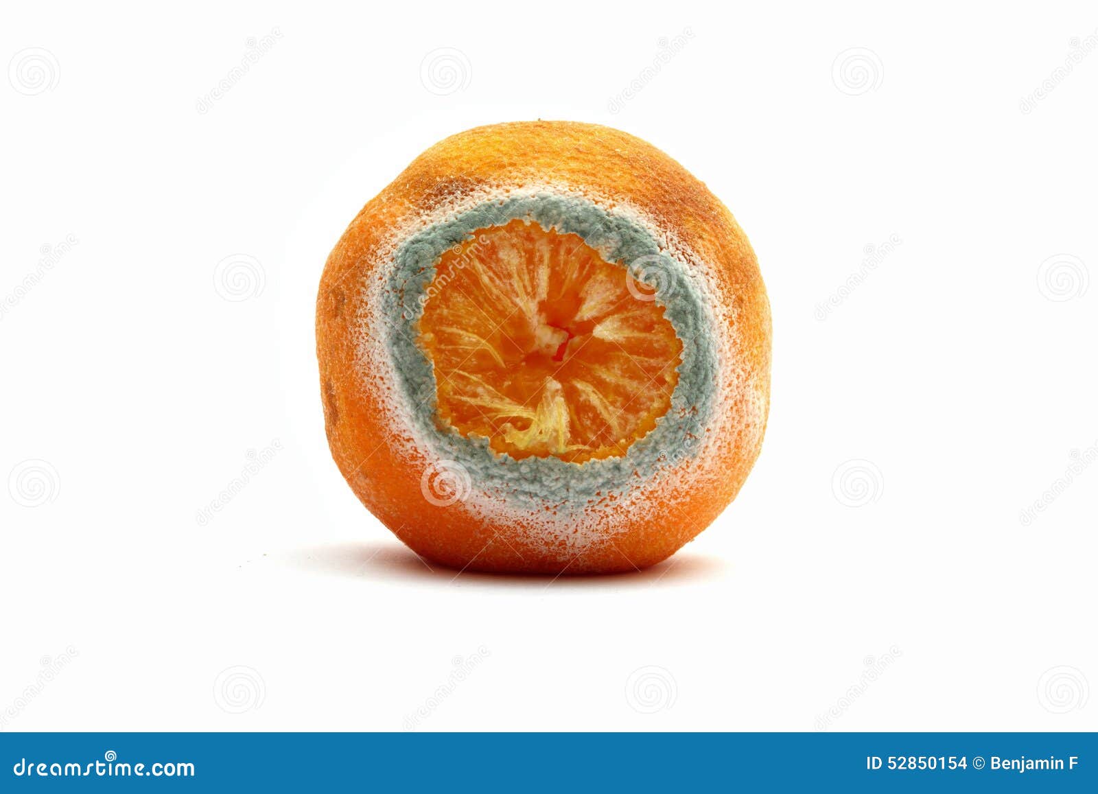 Mandarin fruit mold stock photo. Image of background 52850154