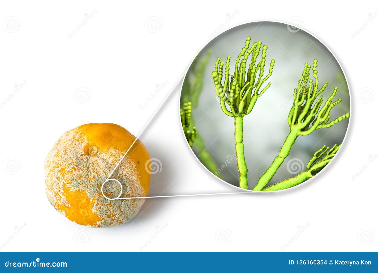 a mandarin with mold, fungi penicillium which cause food spoilage