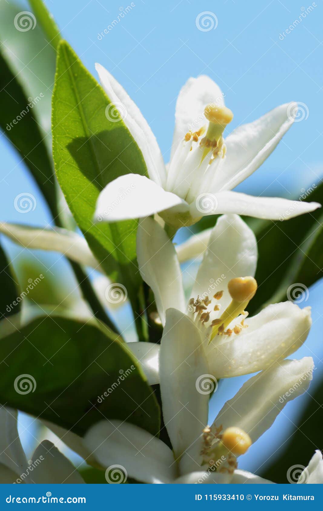 Mandarin orange blossoms stock photo. Image of spring 115933410