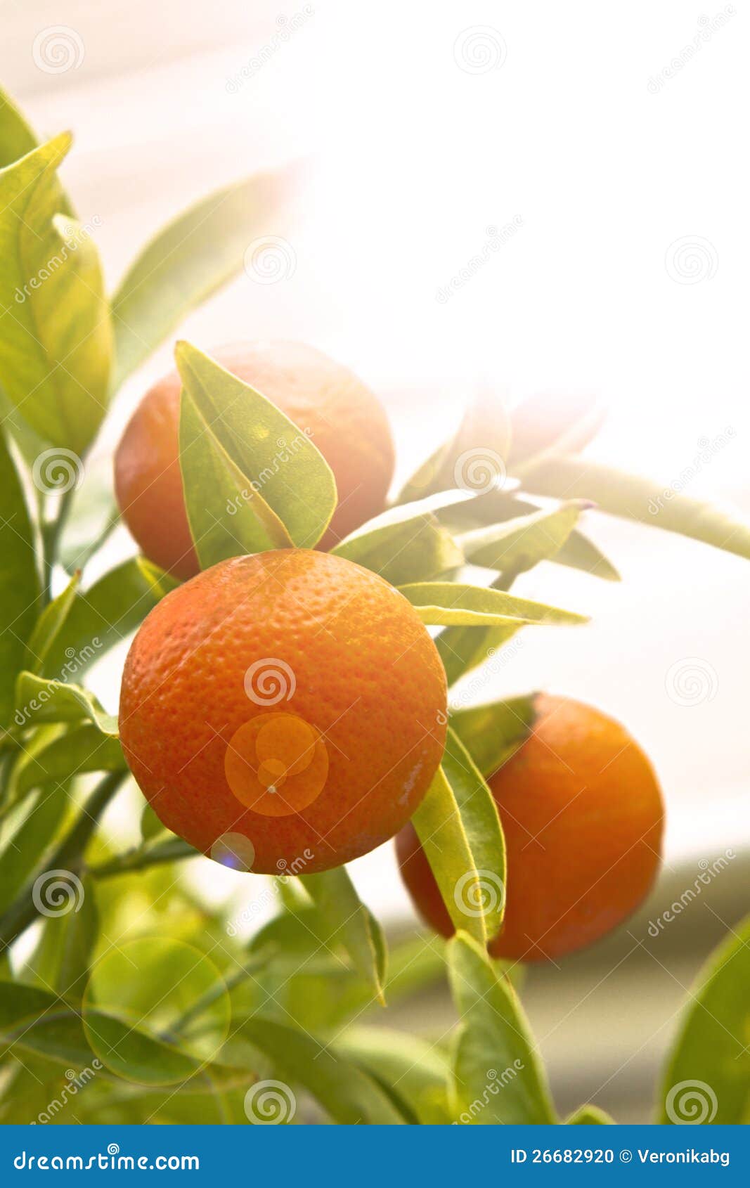 Mandarin Orange with Green Leaves Stock Photo Image of orange, fruits