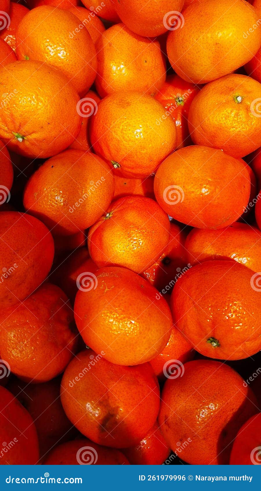 Mandarin Orange in India stock photo. Image of food 261979996