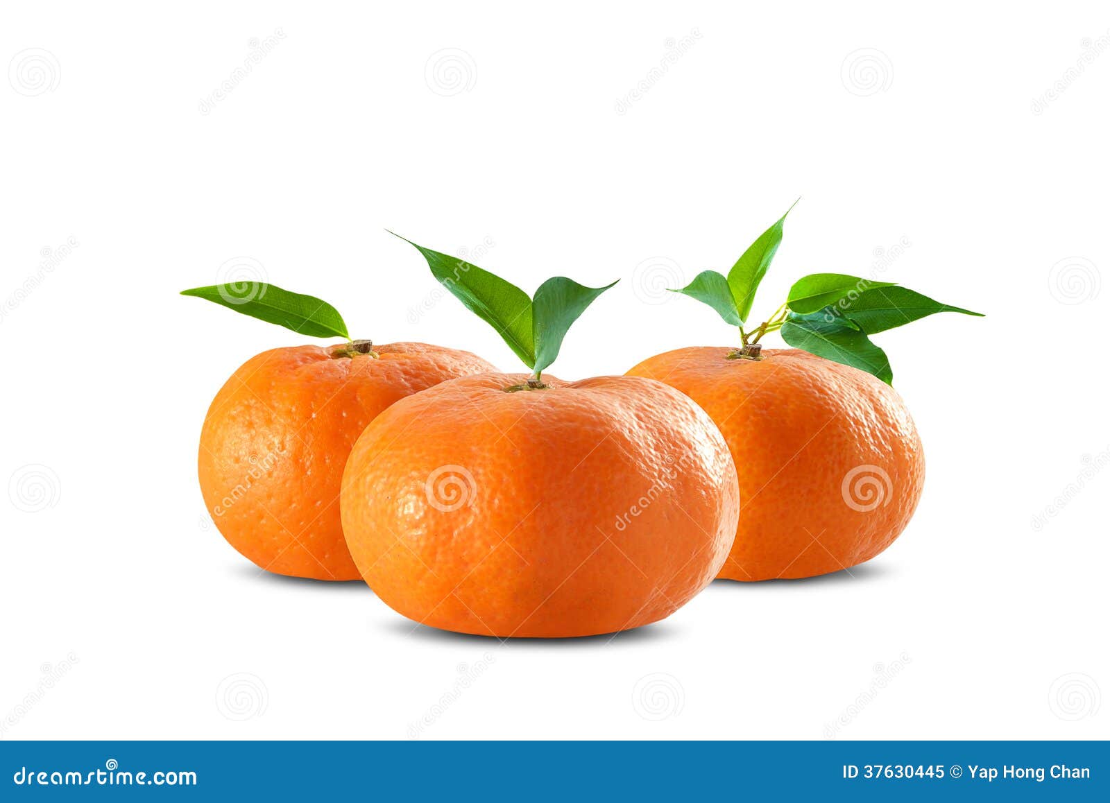 Mandarin Oranges stock image. Image of isolated, sweet 37630445