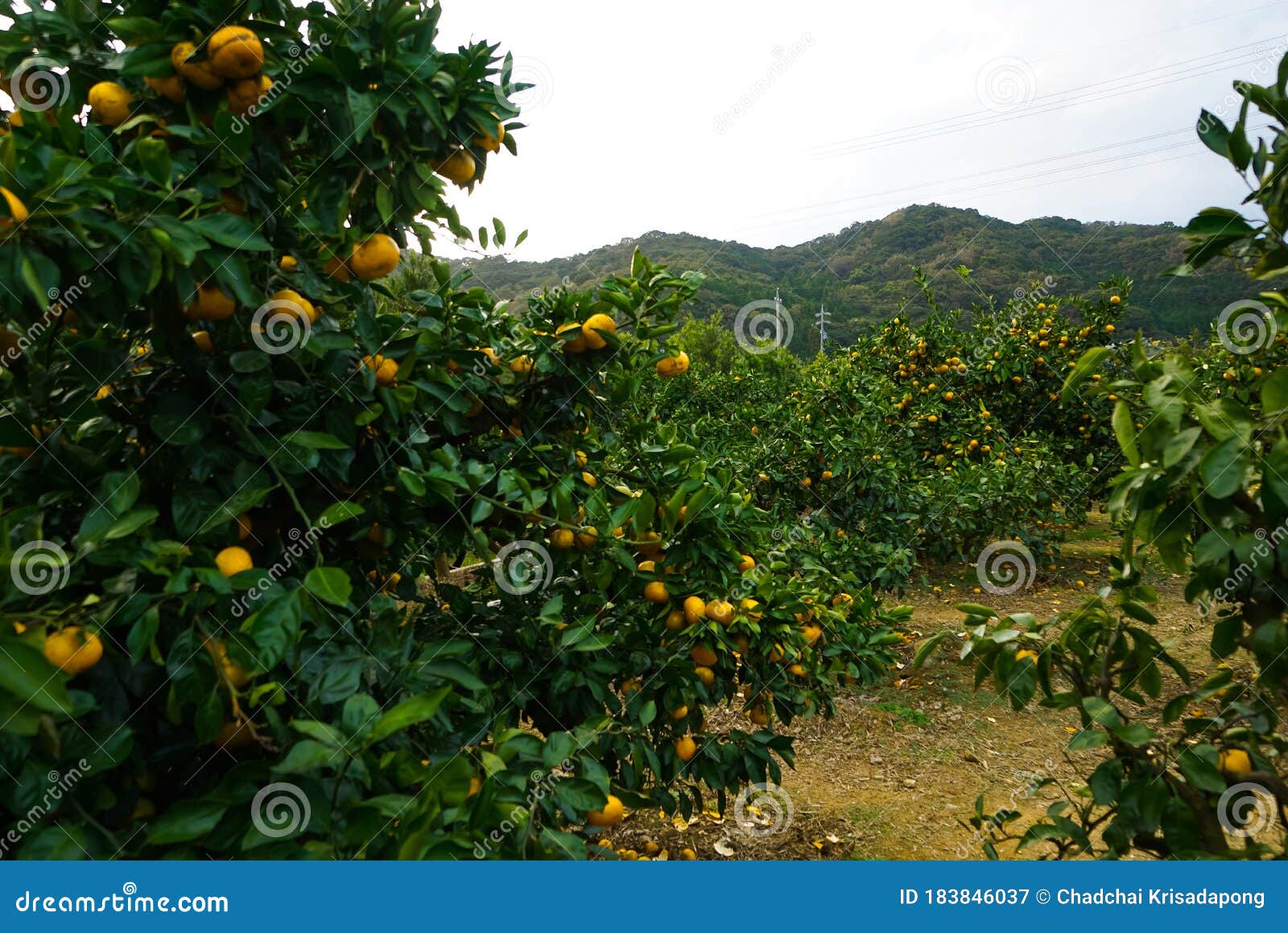 Mandarin Oranges on the Tree. Fruit Picking at Gamagori Orange Park, Japan Stock Image Image