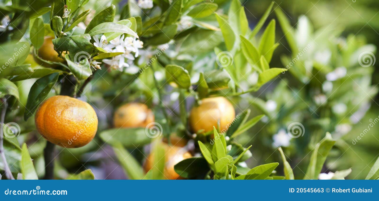 Mandarin tree stock image. Image of branch, flowers, foliage 20545663