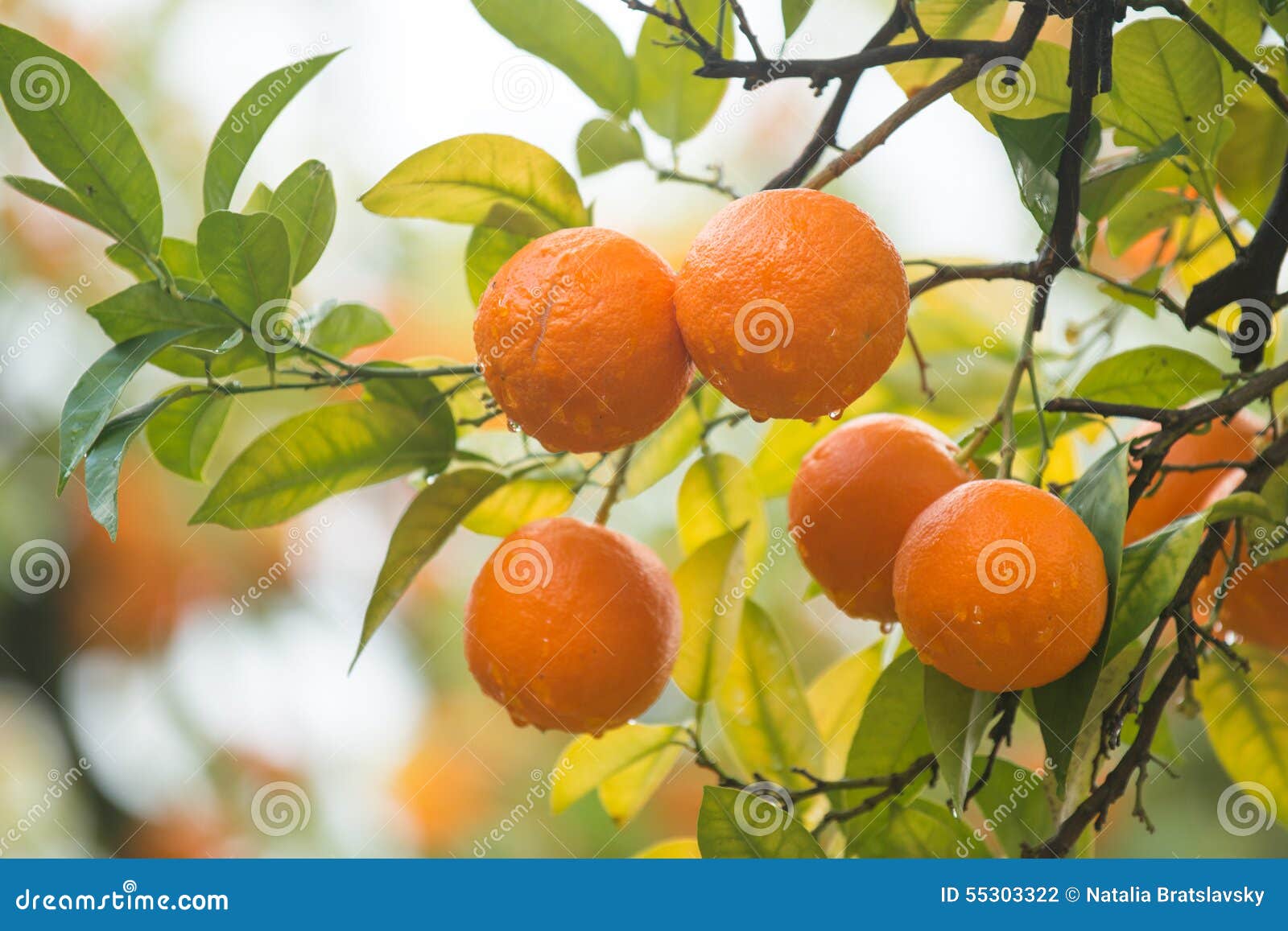 mandarin tree