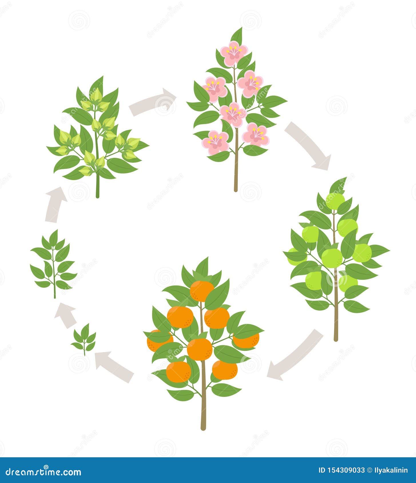 tangerine tree growth rate tangerine tree growth rate