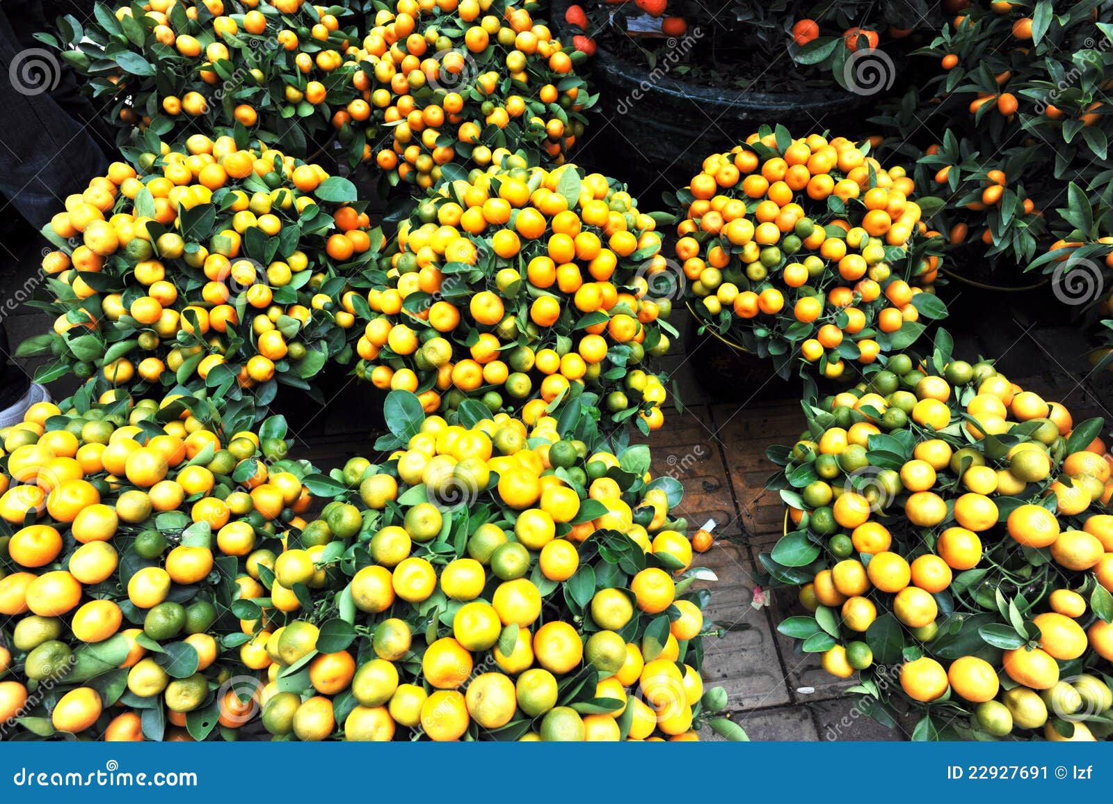 Mandarin trees stock image. Image of garden, cultivation 22927691