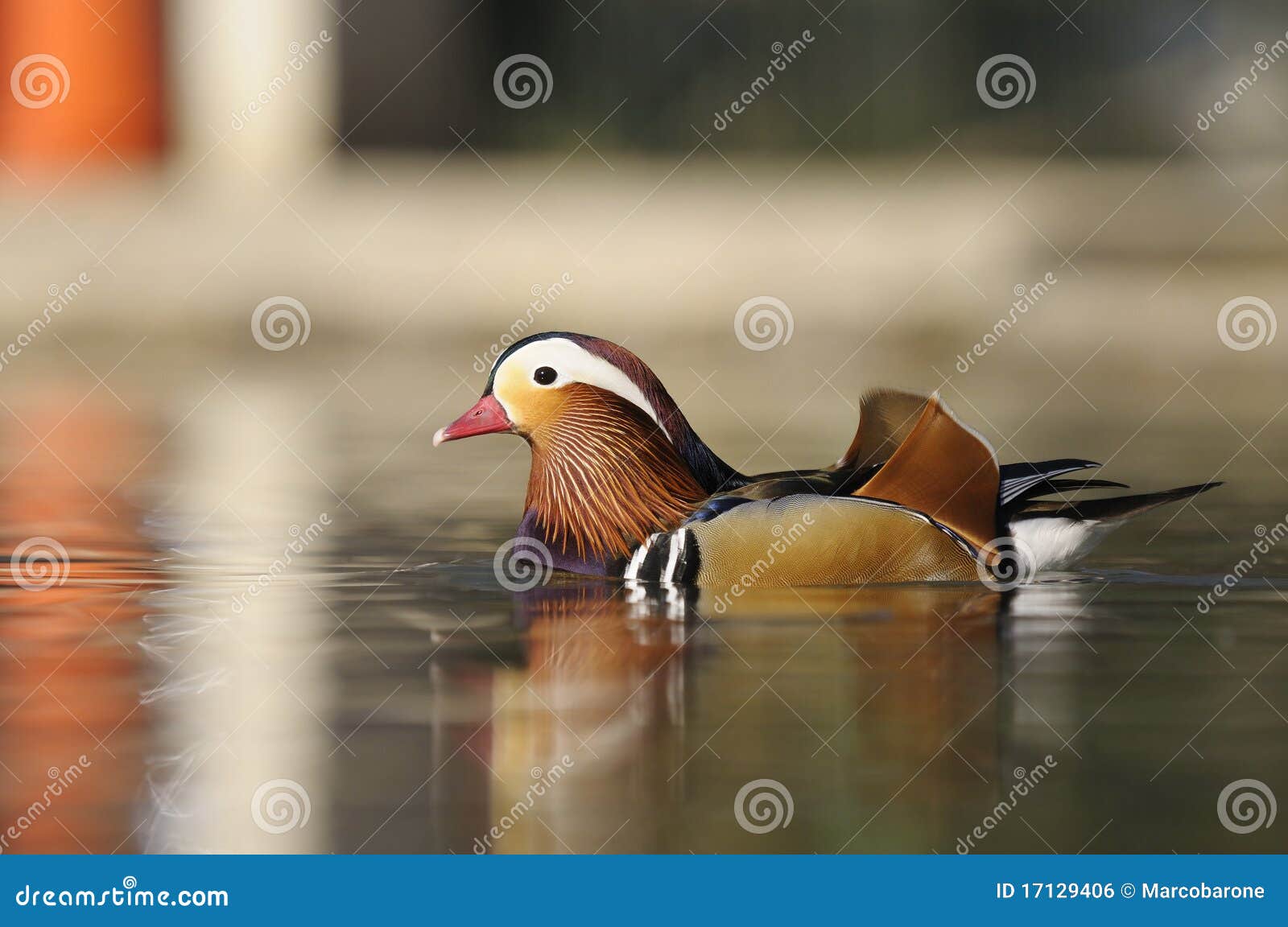 mandarina duck