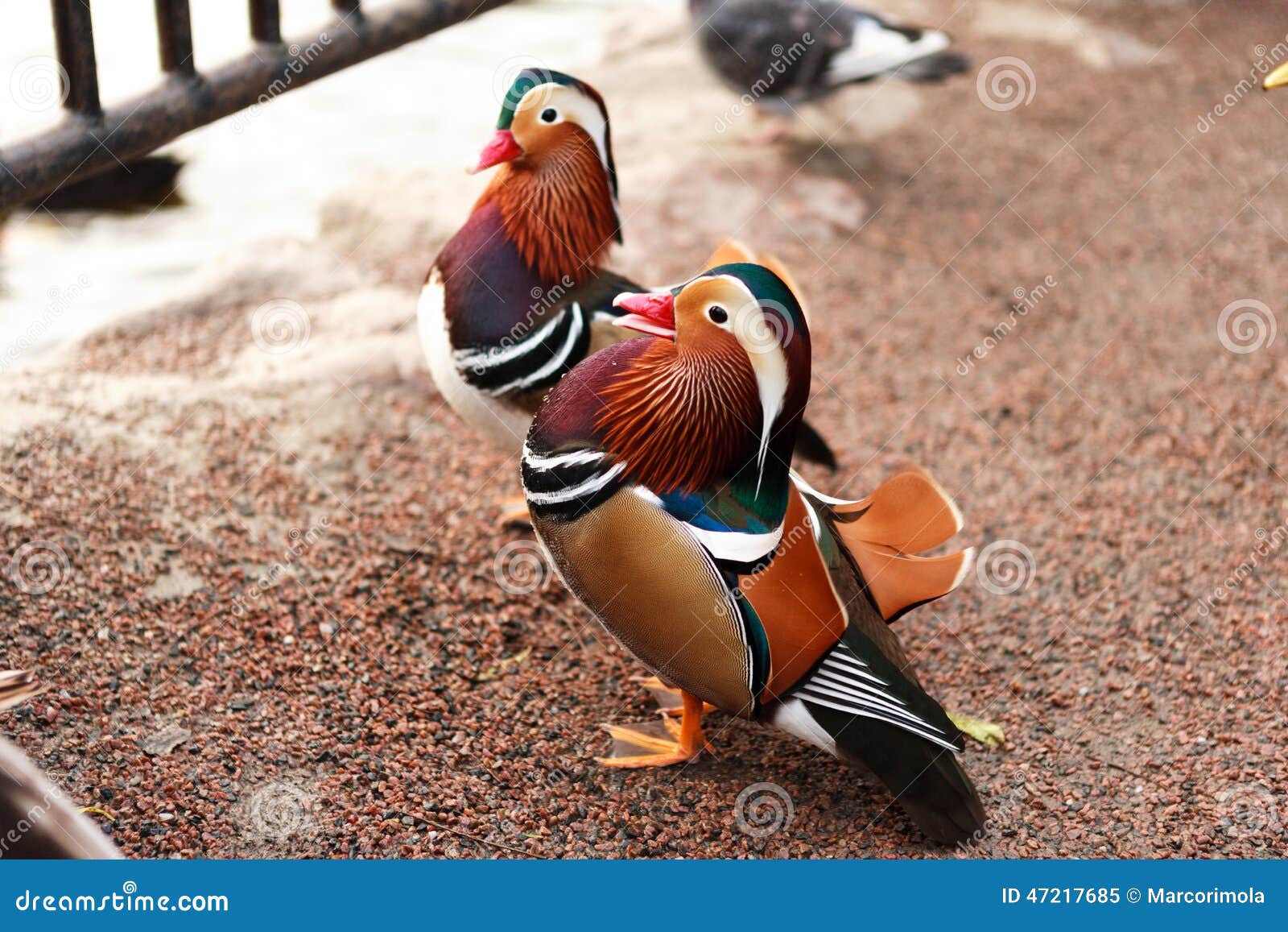 mandarina ducks posing