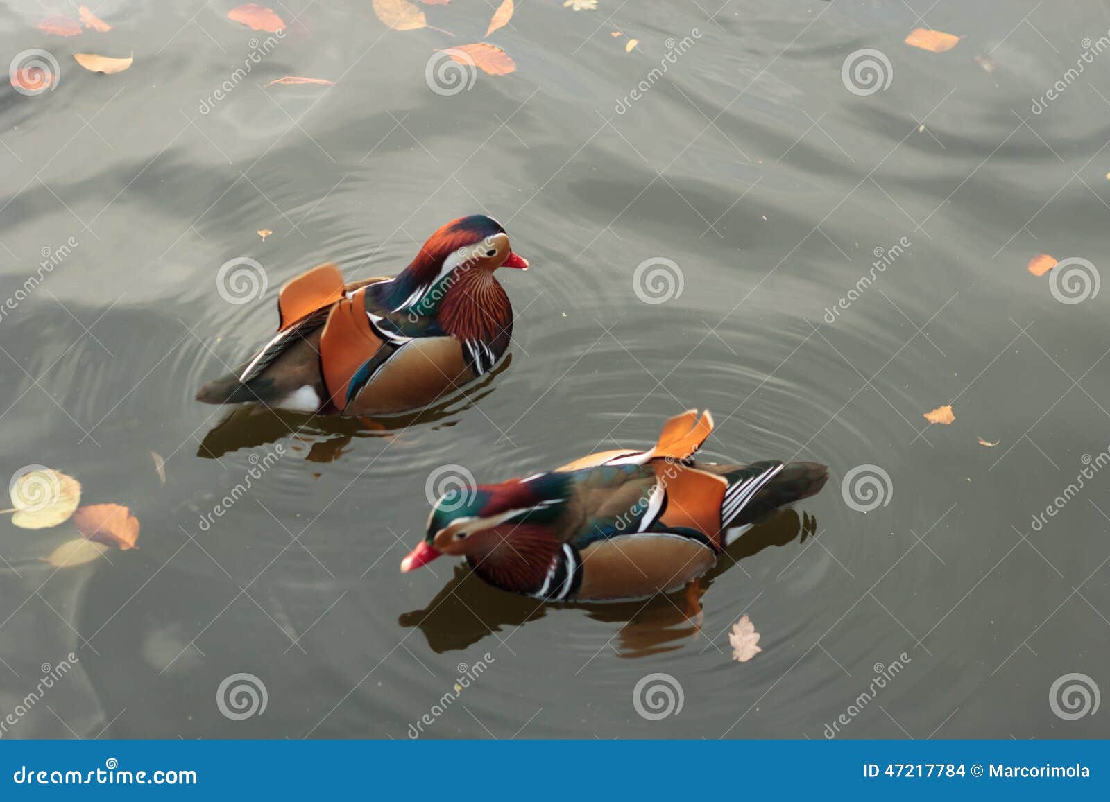 mandarina ducks