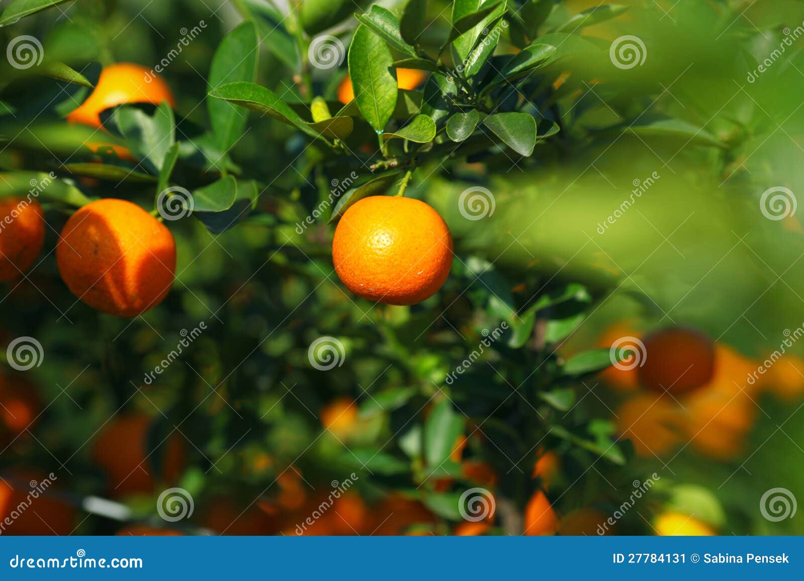 Mandarine or Satsuma in the Orchard Stock Image Image of fresh