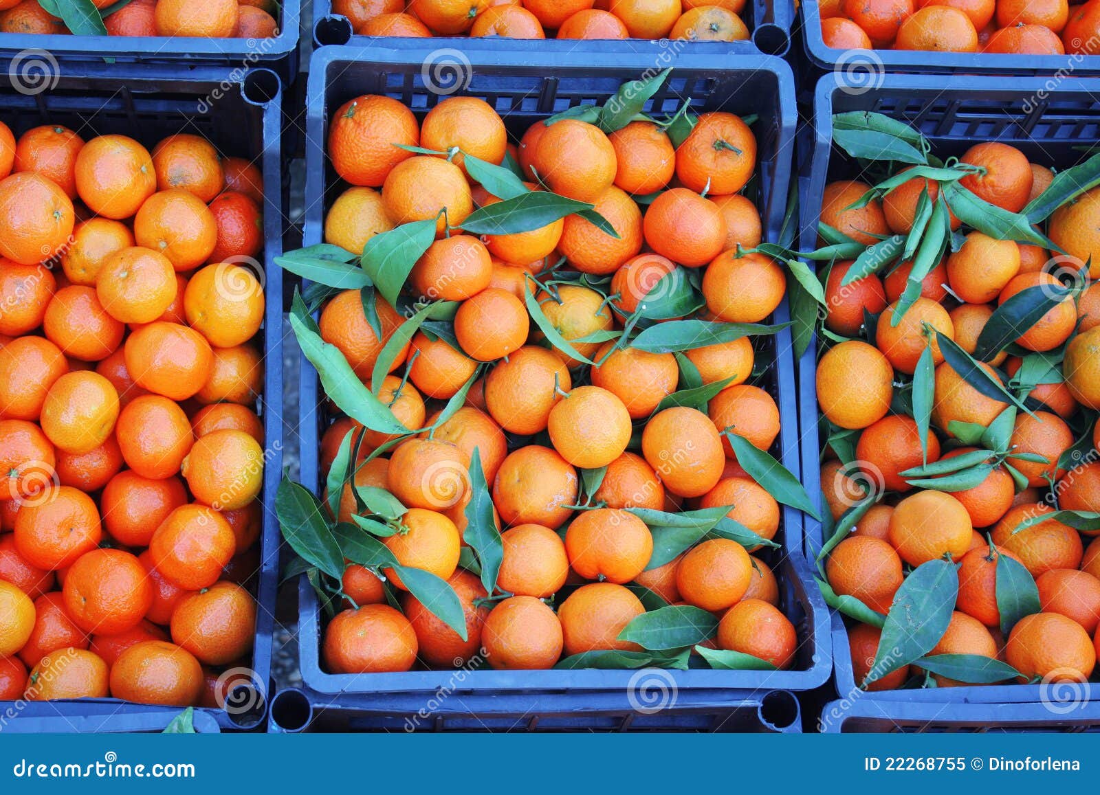 Mandarines en rectángulos en el mercado