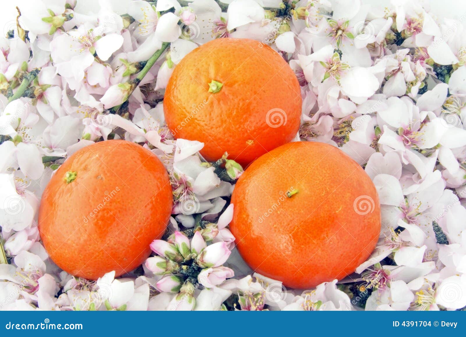 Mandarins on a Bed of Flowers Stock Photo Image of citrus, bloom 4391704