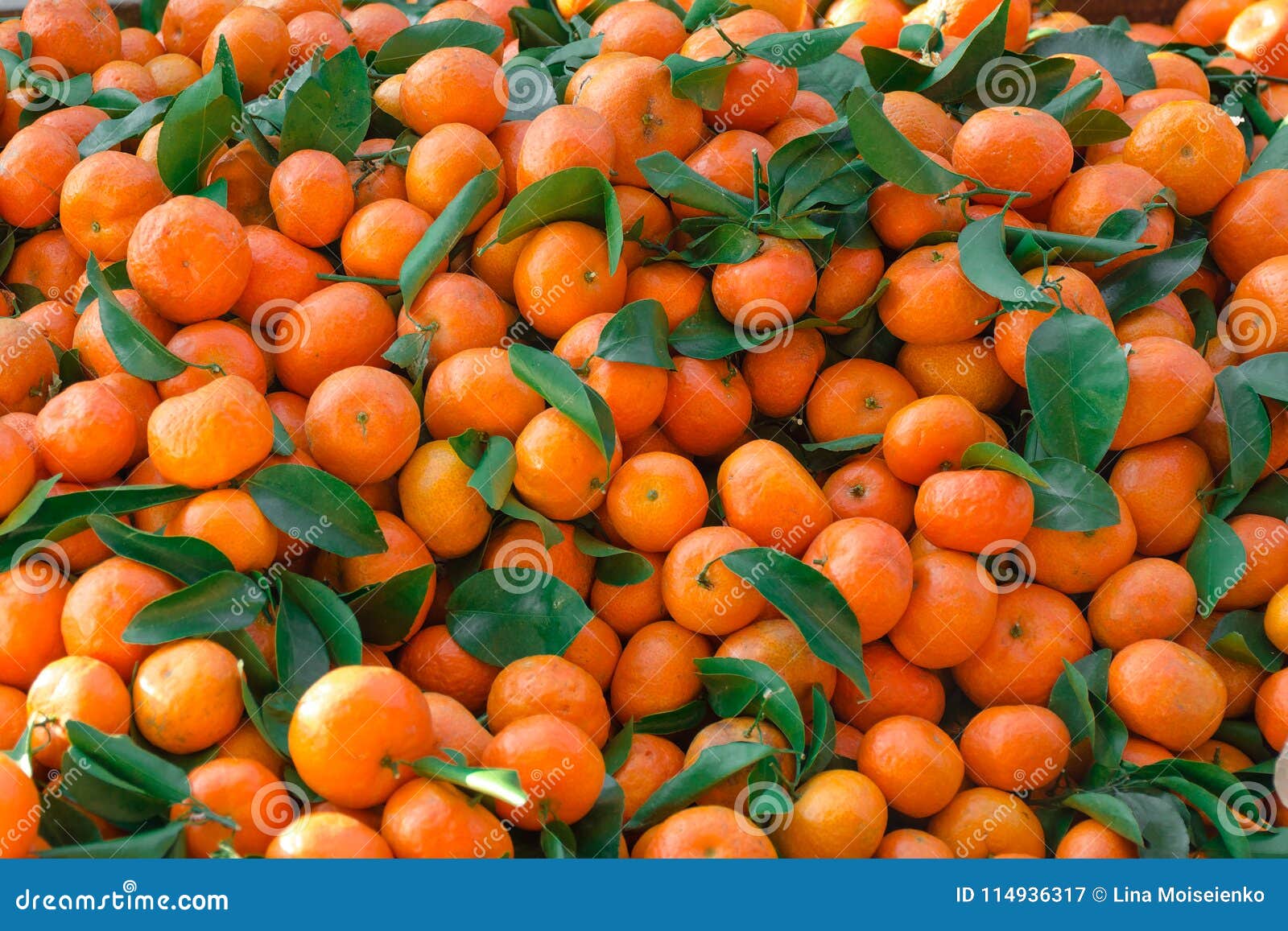 Mandarins with Green Leaves Scattered Dense Layer. Stock Image Image