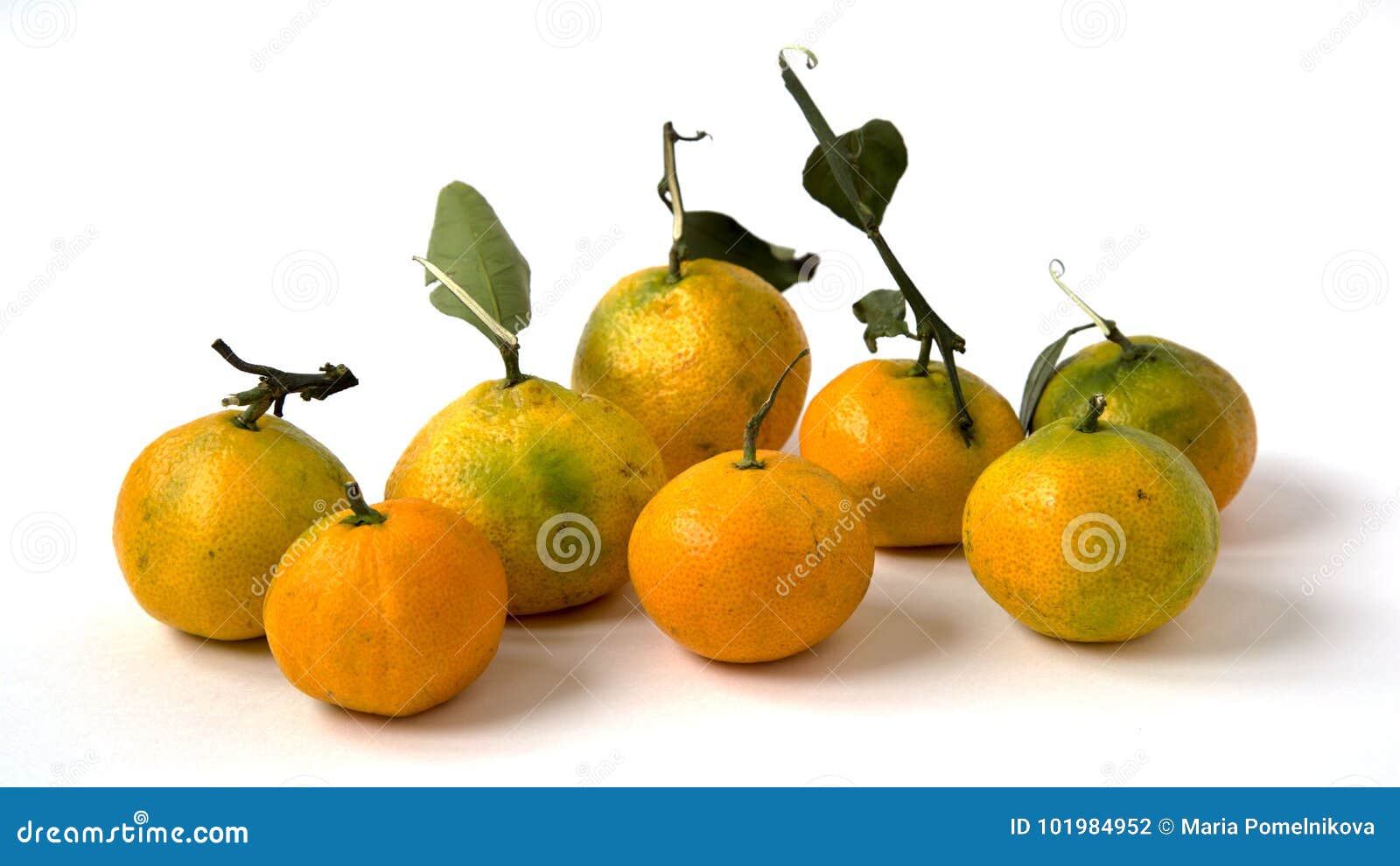 MANDARINS TANGERINES stock photo. Image of citrus, mandarins 101984952