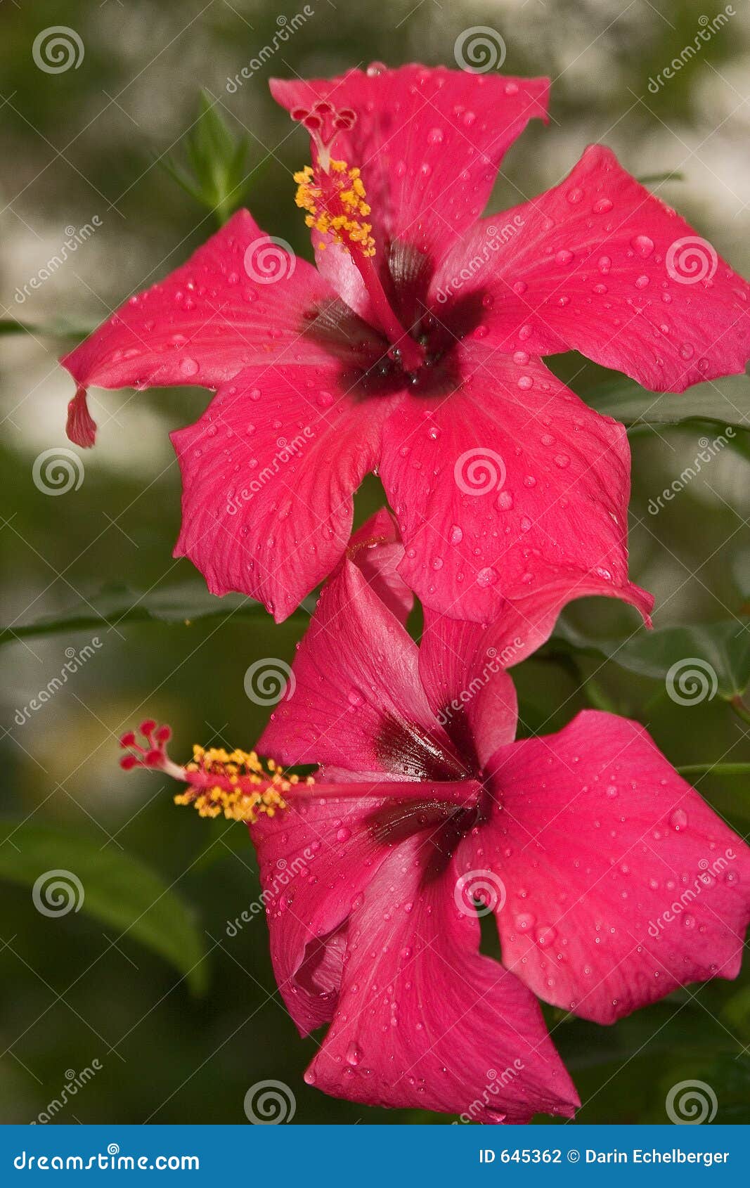 mandevilla