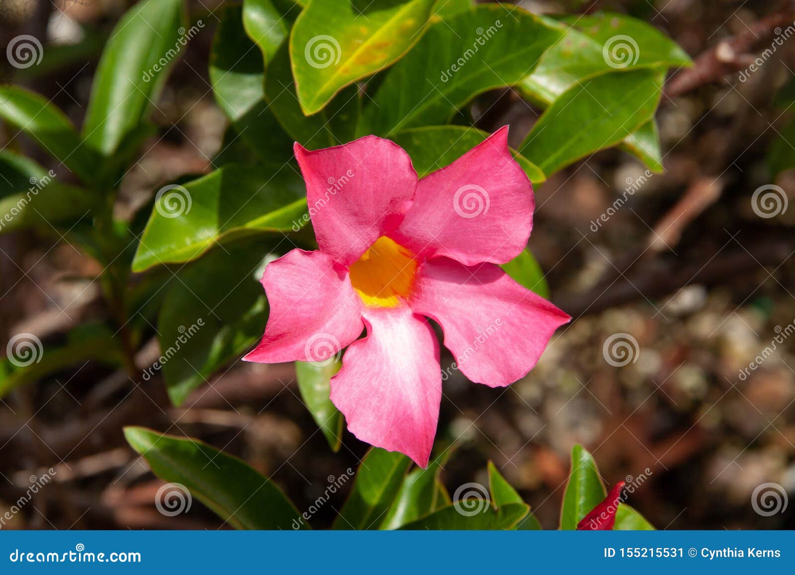 Mandevilla Flower Close Up on Vine Stock Image Image of bloom, european 155215531