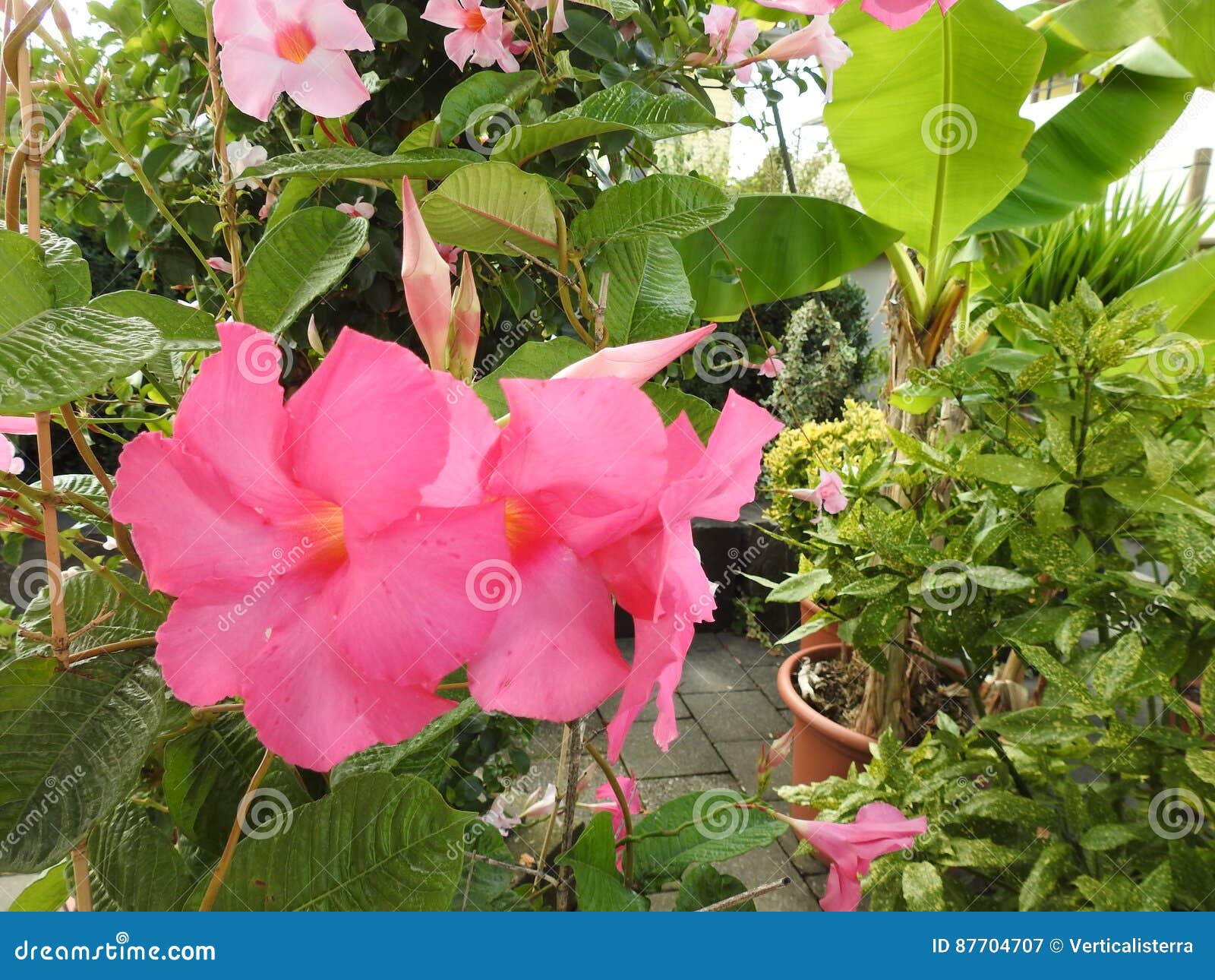 Mandevilla jest rośliną który oszronieją strachy południowy America. Fotografia różowy mandevilla jest w kontrascie na dnie ciemnozielony ulistnienie