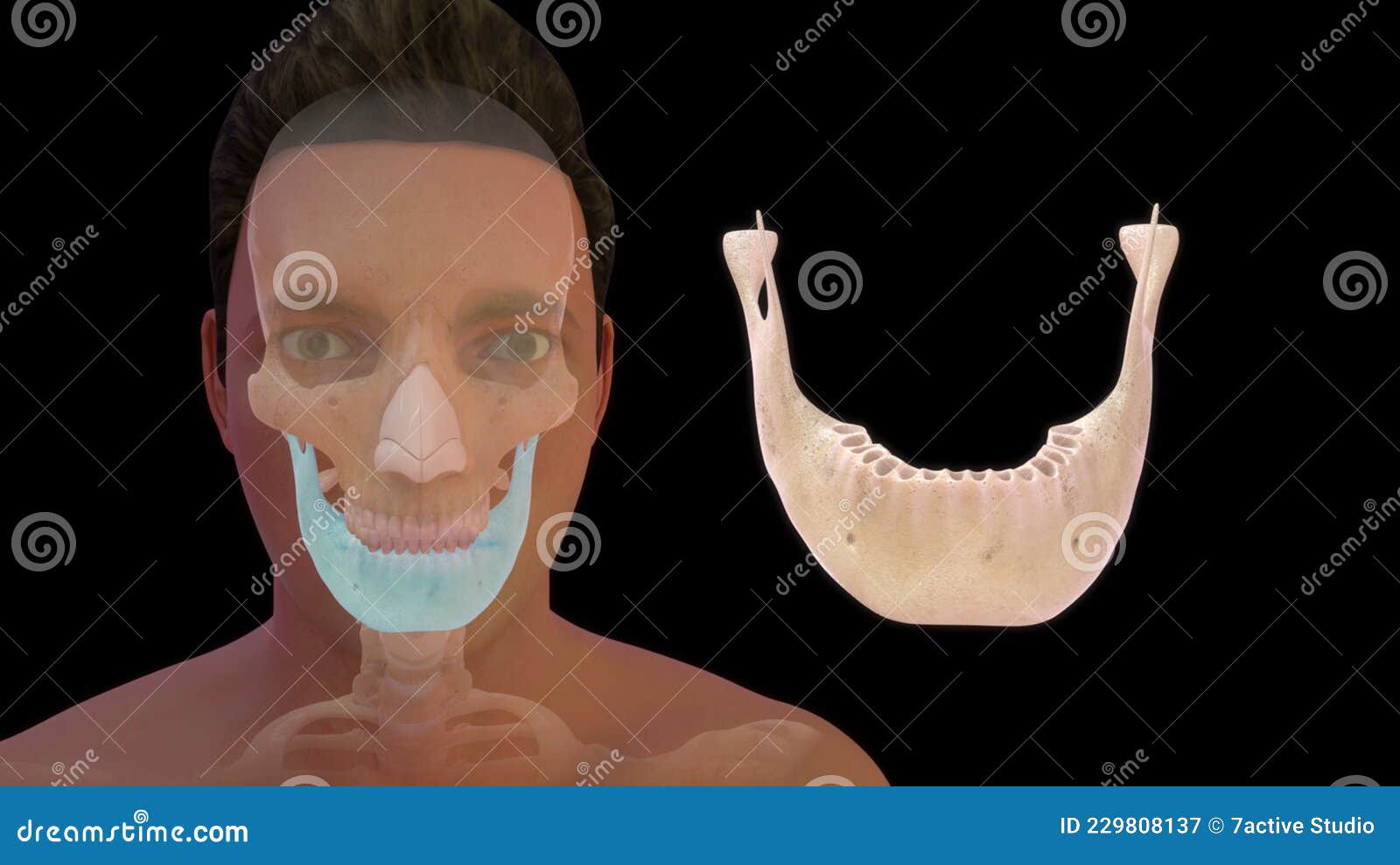 Location of Mandible Bone in Human Stock Illustration Illustration of