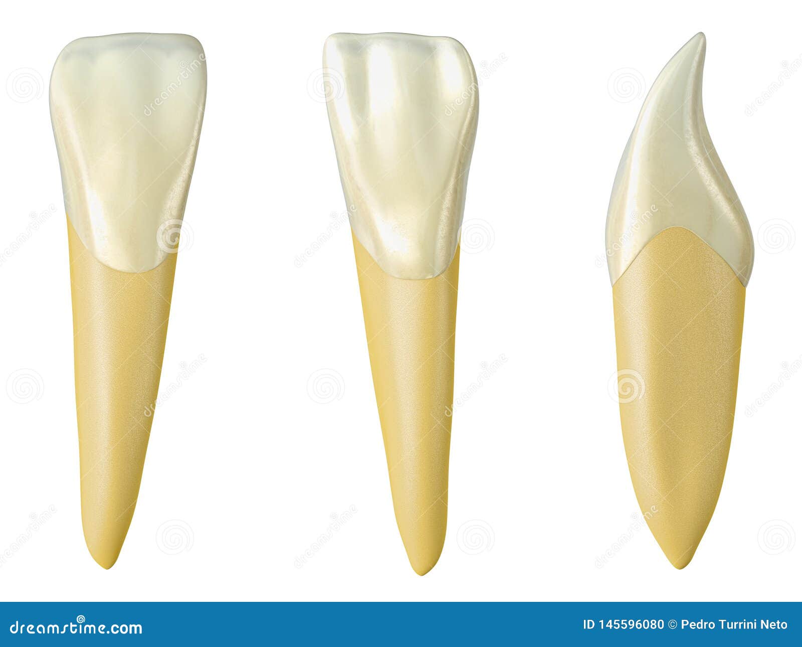 mandibular lateral incisor tooth in the buccal, palatal and lateral views. realistic 3d  of mandibular lateral incisor